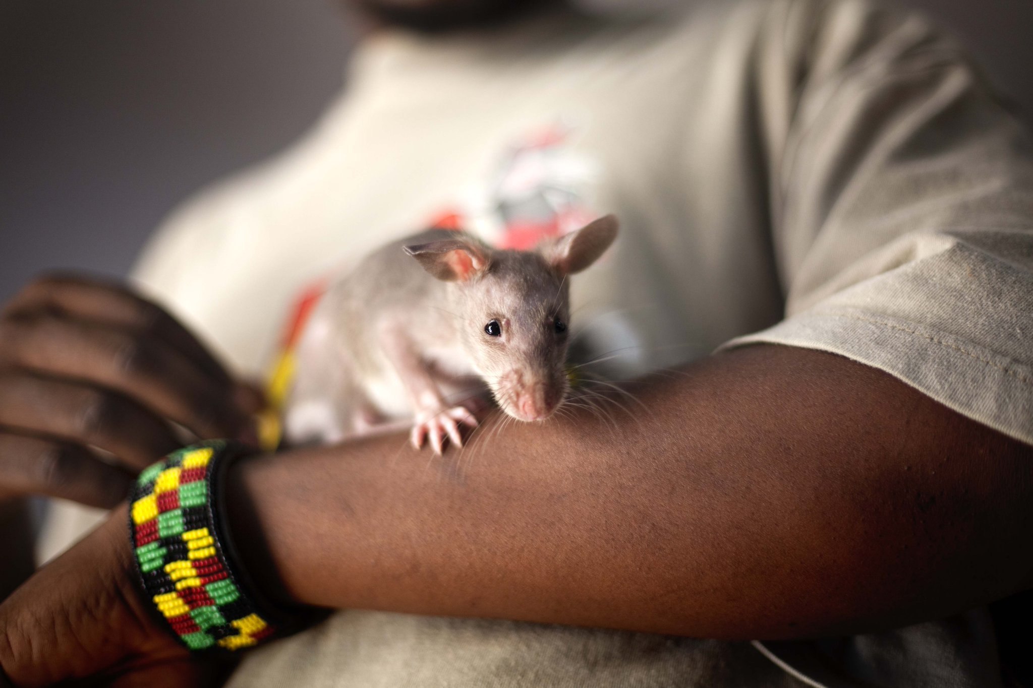 Cricetomys gambianus. Гамбийская хомяковая крыса. Африканская крыса Гамби. Африканская хомяковая крыса. Габонская хомяковая крыса.