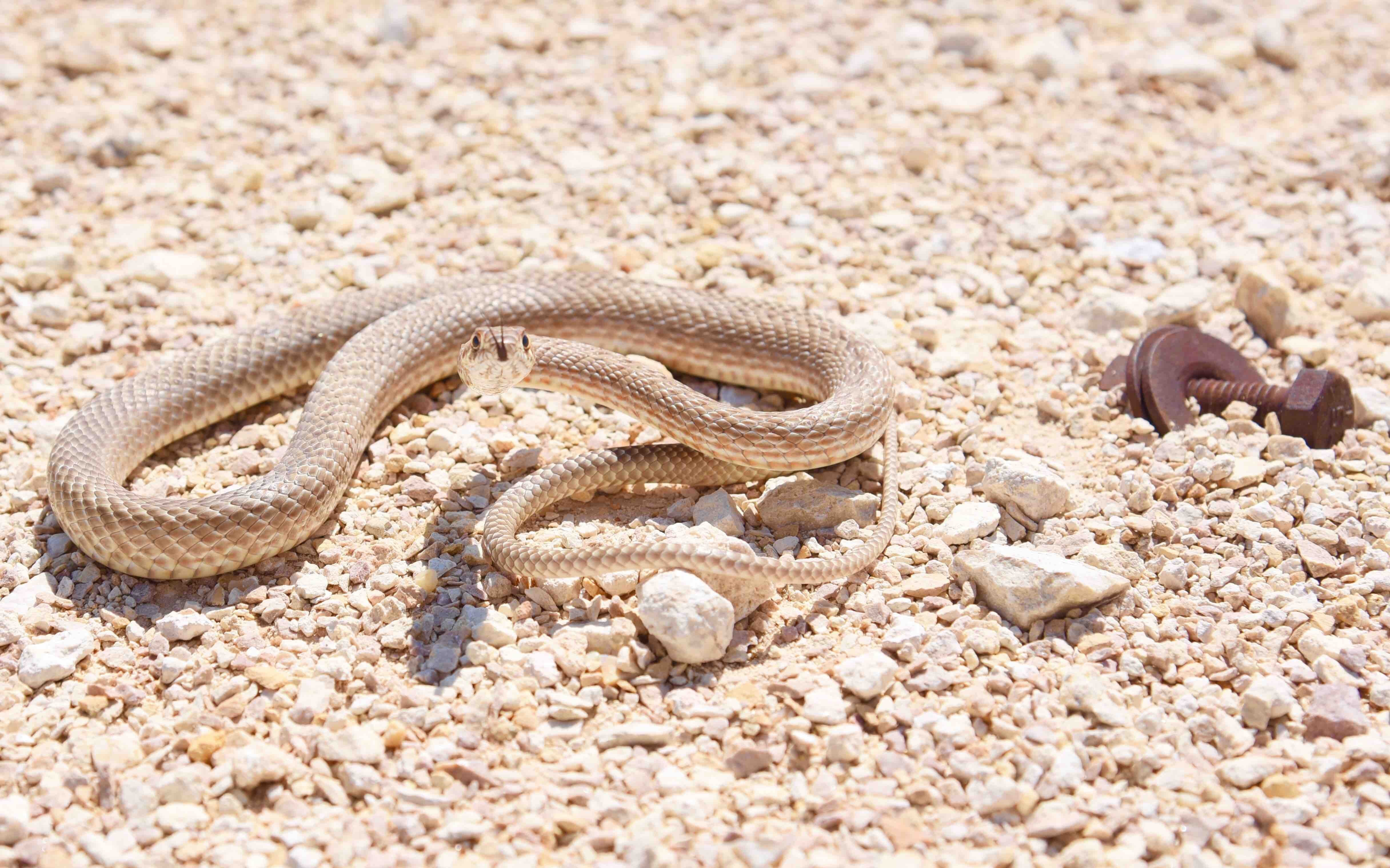 Песчаная сестрица гадюки. Песчаная Эфа змея. Песчаная Эфа альбинос. Песчаный полоз змея. Песчаная Эфа в пустыне.