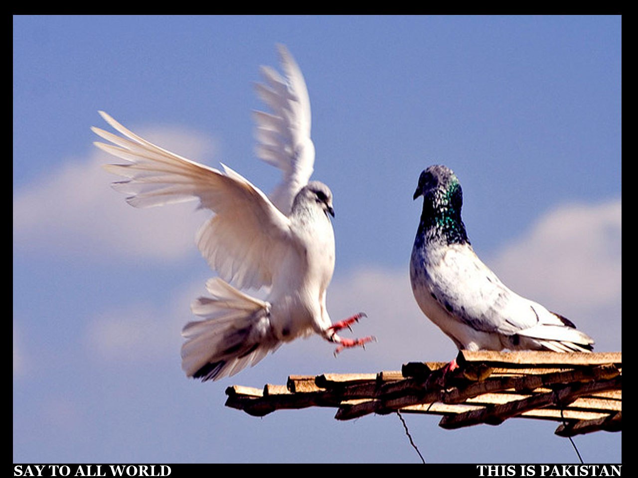 Golubi. Польские высоколётные голуби. Пакистанские бойные голуби. Голуби бойные Турманы. Пекинский Турман голубь.