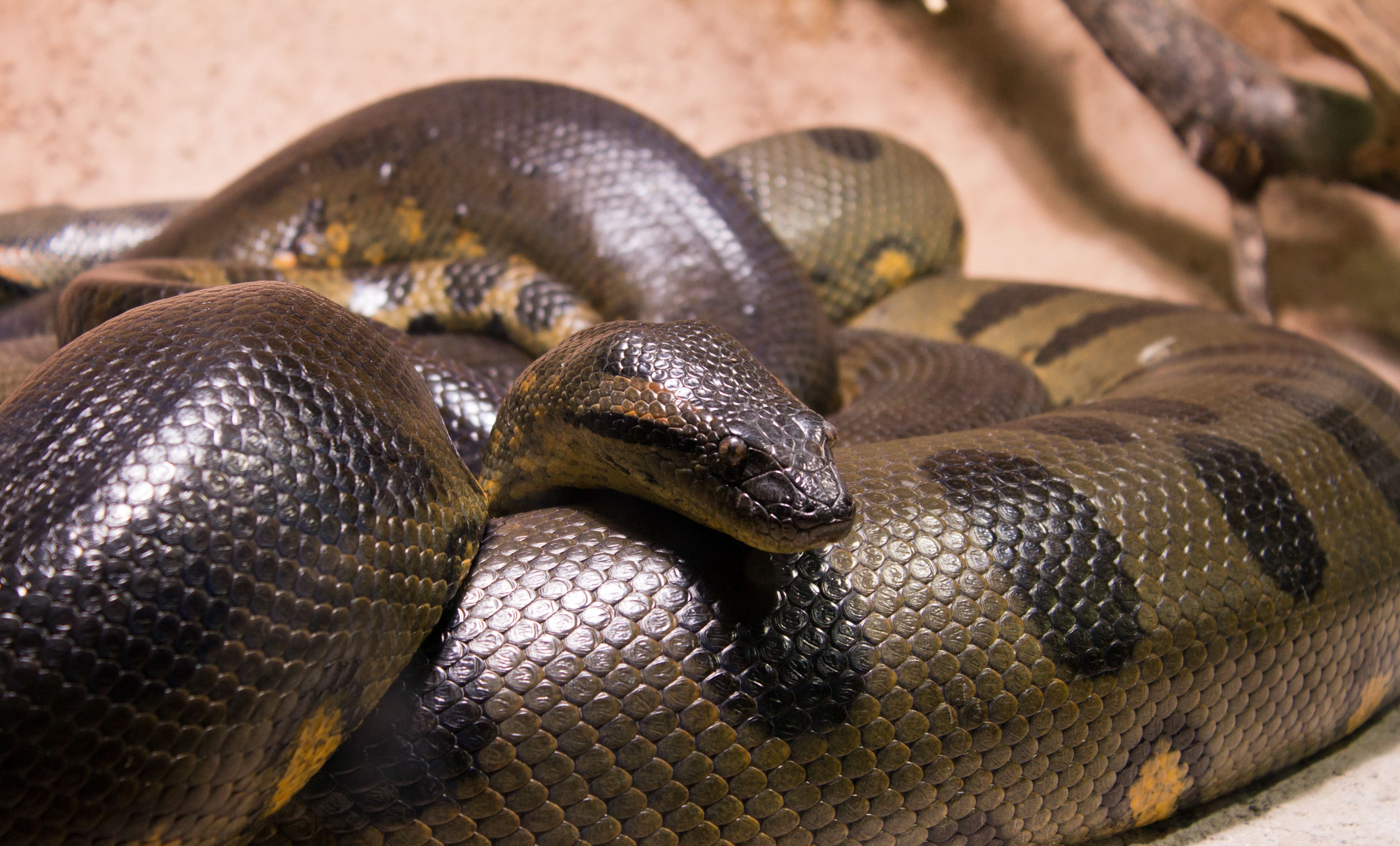Анаконда отзывы. Анаконда змея. Индийский Крайт змея. Зеленая Анаконда (eunectes murinus).