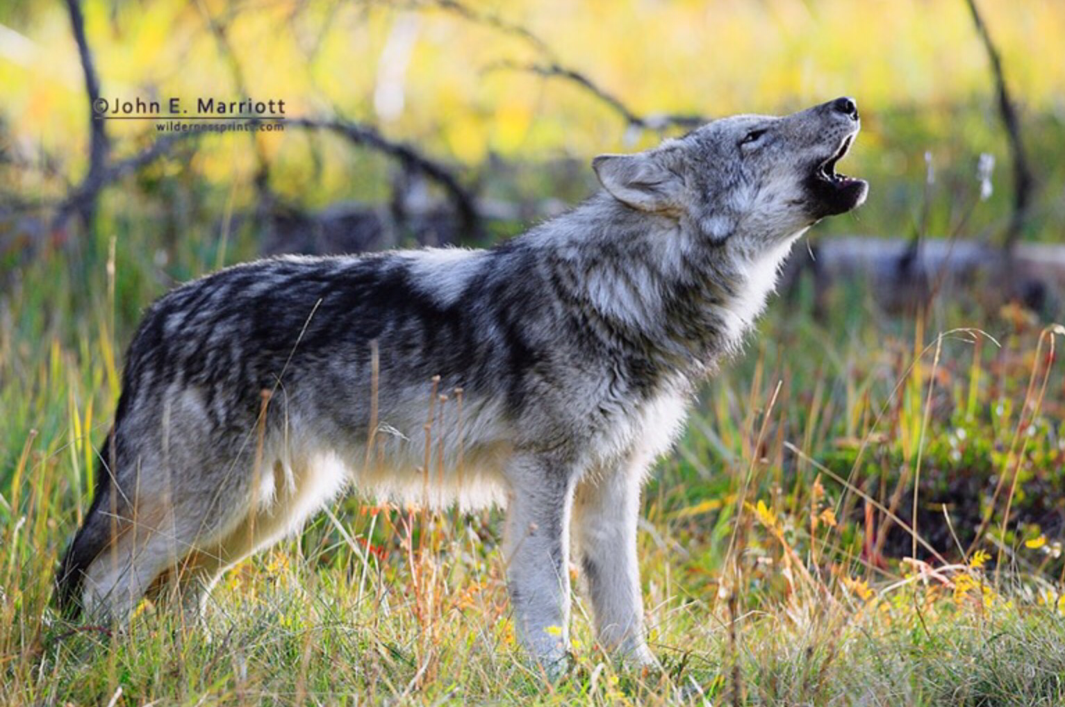 Волк какой серый. Макензенский волк. Макензенский волк окрасы. Canis Lupus (Wolf). Волк серый обыкновенный.