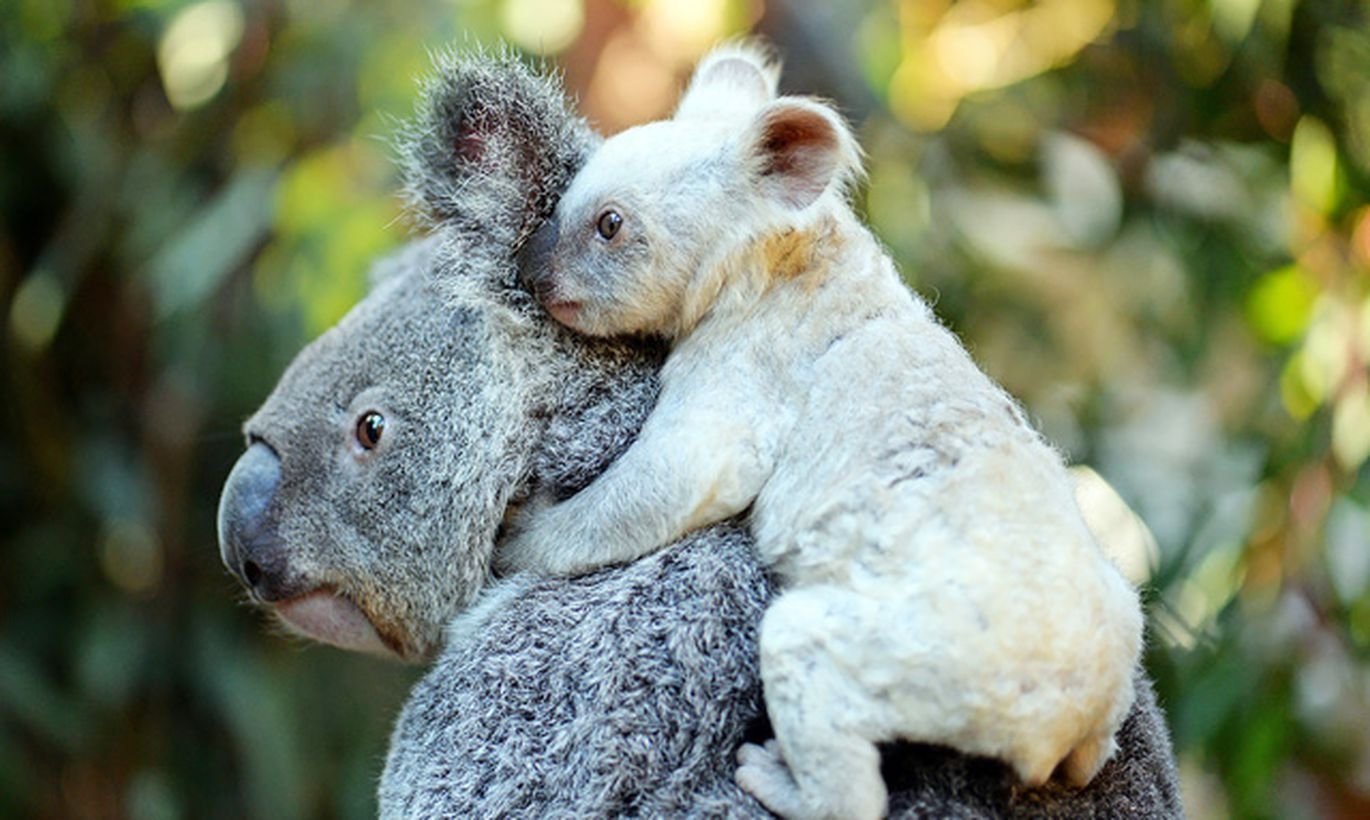 Красная коала. Коала. Коала альбинос. Белая коала альбинос. Панда альбинос.