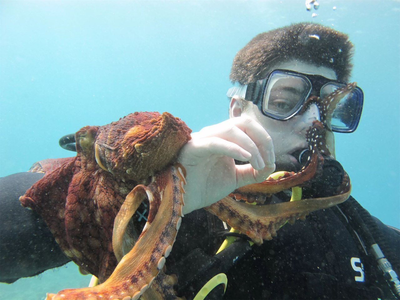 Морской нападение. Осьминог Дофлейна. Гигантский Тихоокеанский осьминог. Самый большой осьминог в мире. Самый большой осминго в мире.