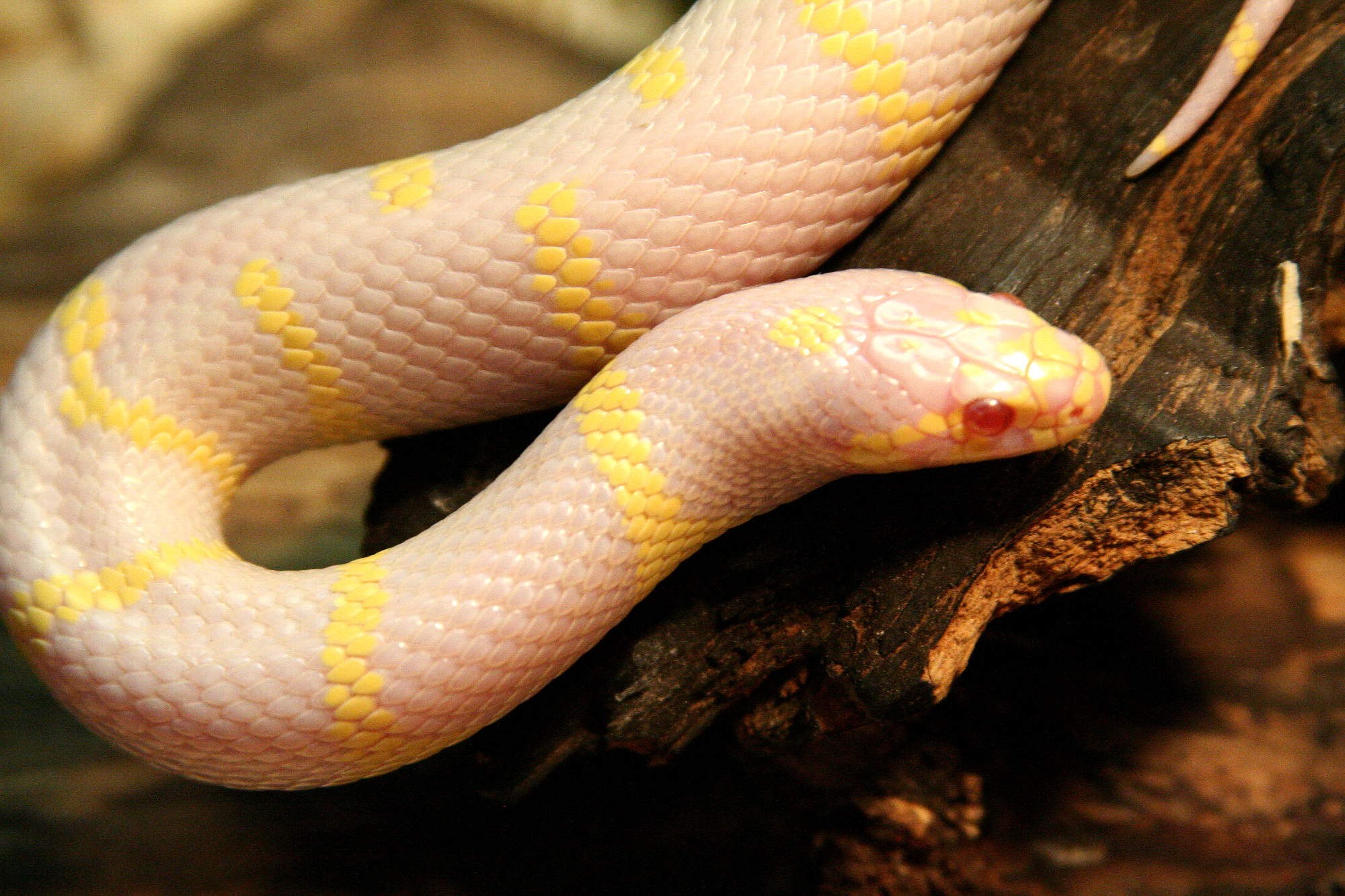Кукурузная змея альбинос