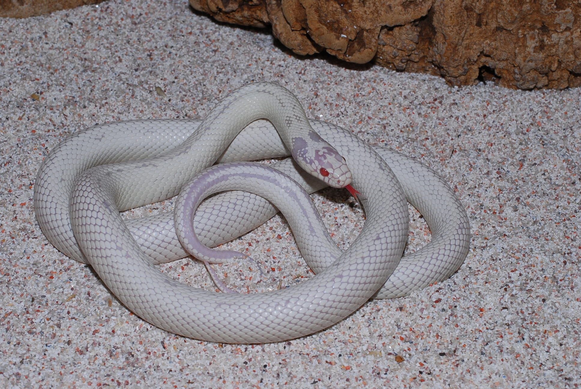Белые змеи ядовитые. Королевская змея Калифорнийская Albino. Королевская змея альбинос. Техасский полоз альбинос. Королевский маисовый полоз.