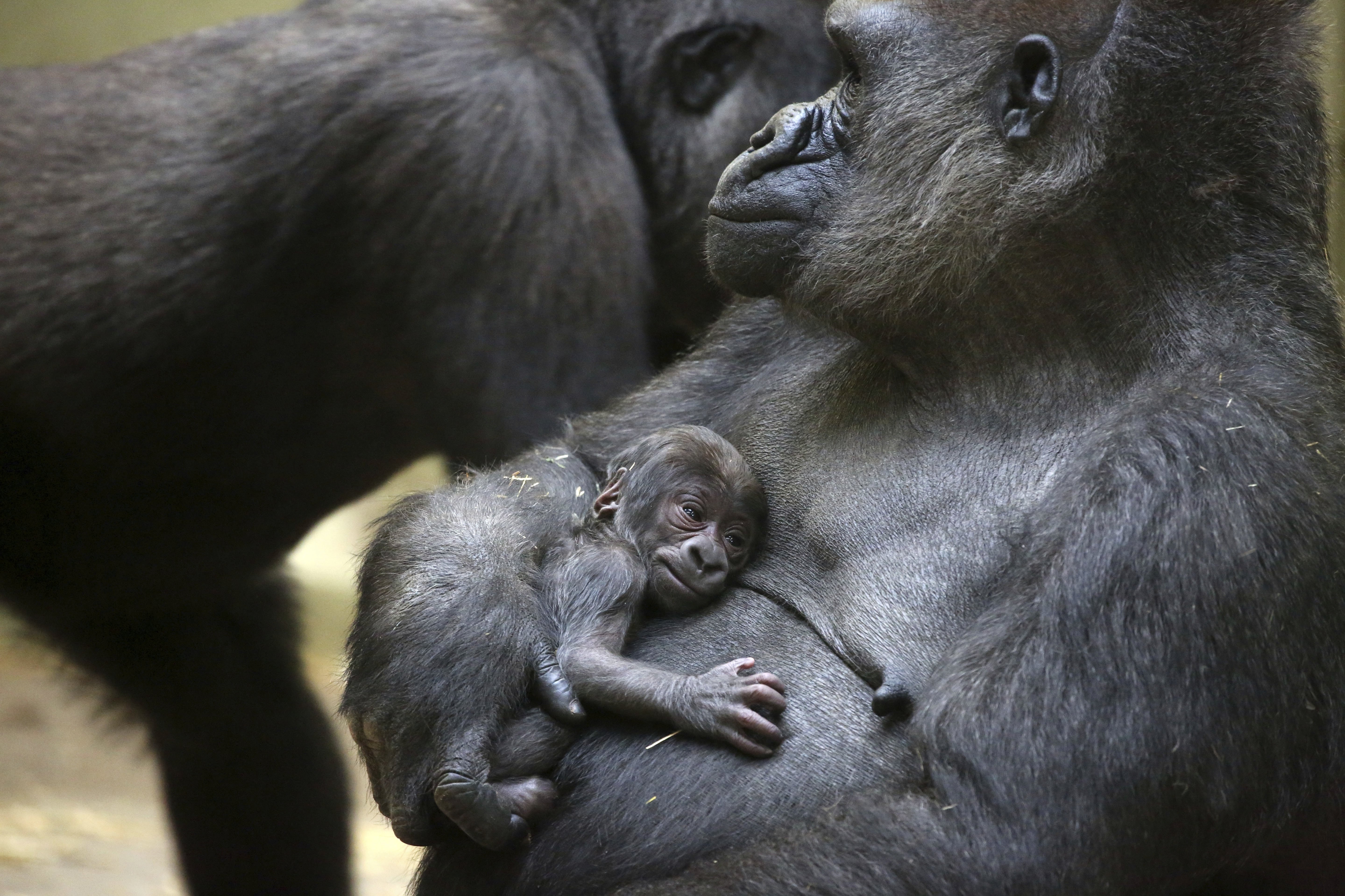 Какое животное рождает. Горилла и шимпанзе. Детеныш гориллы. Детеныш обезьяны. Детеныш шимпанзе.