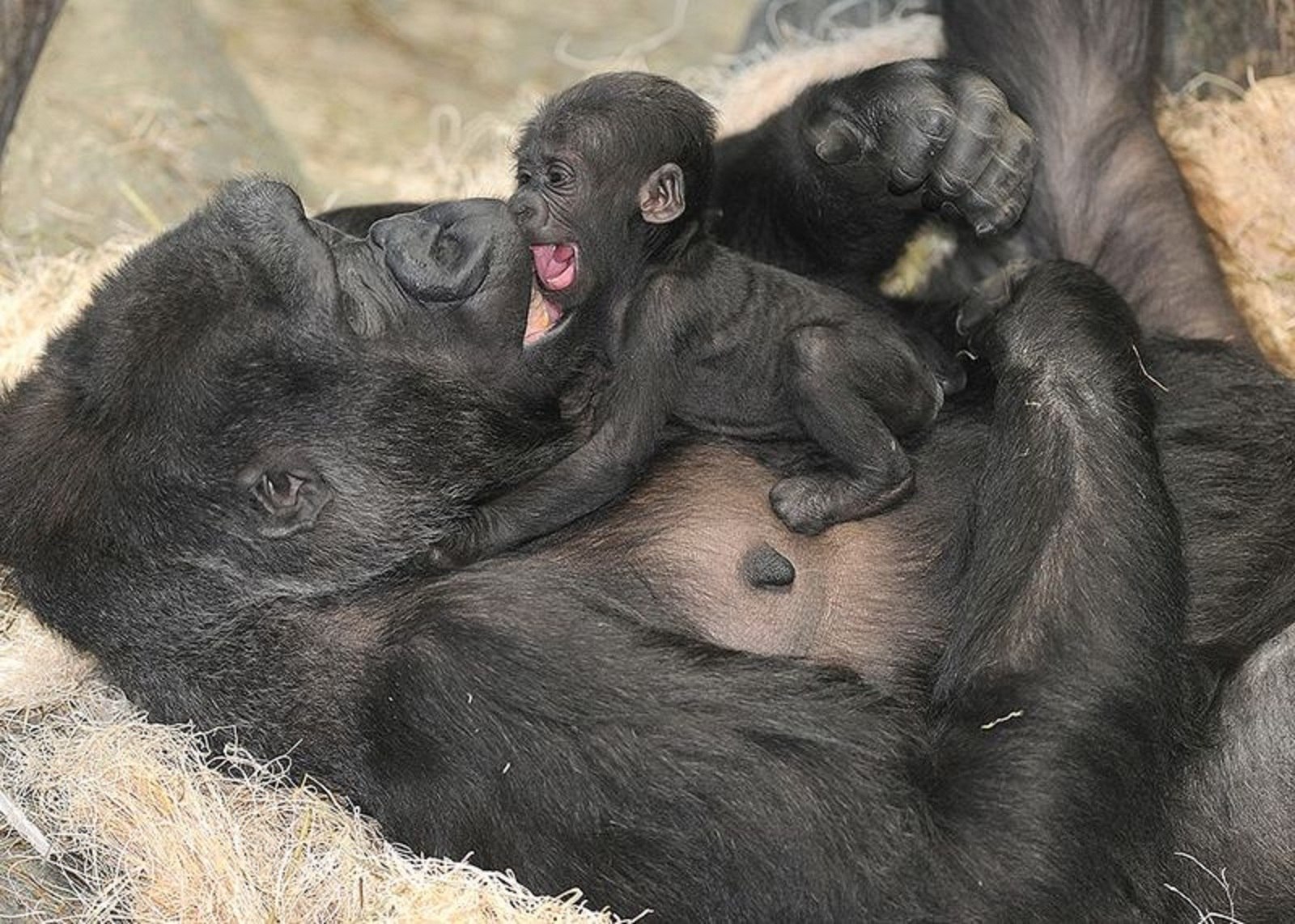 Когда родились животные. Детеныш гориллы. Детеныш обезьяны. Новорожденные обезьяны. Новорожденная горилла.