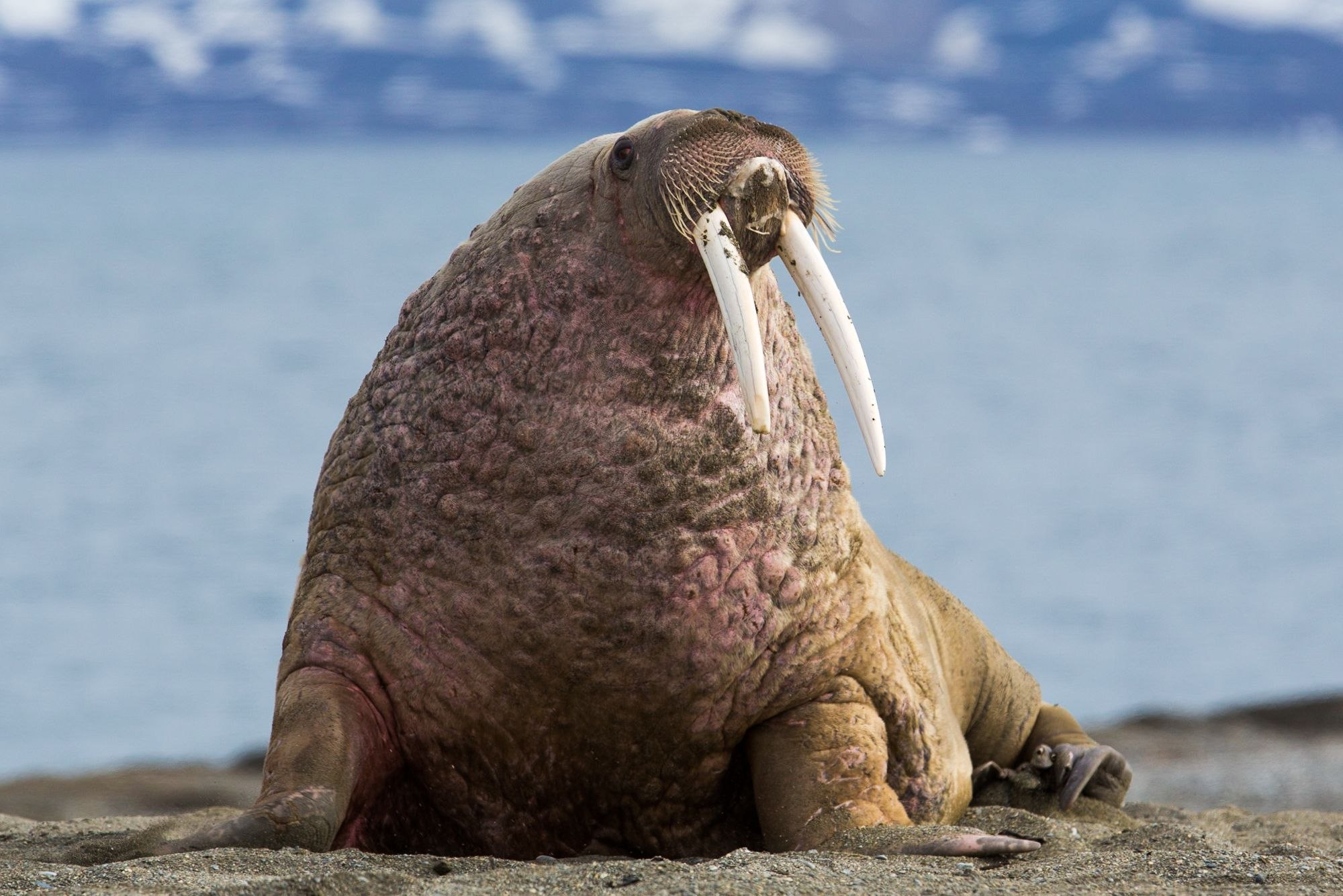 Атлантические животные. Морж (Odobenus rosmarus). Лаптевский морж. Тихоокеанский морж (Odobenus rosmarus divergens). Морж Лаптевский подвид.