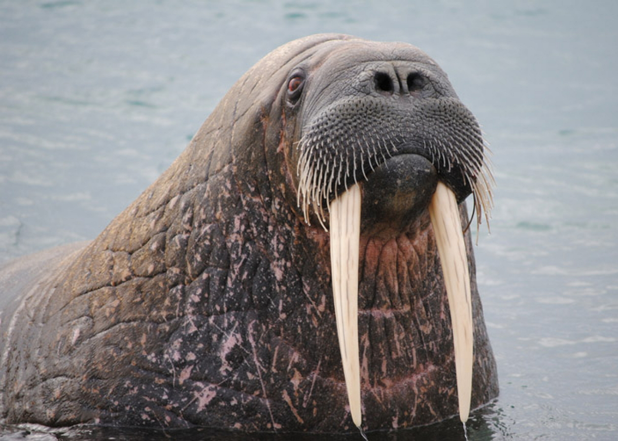 Тихоокеанский морж (Odobenus rosmarus divergens). Лаптевский морж. Ластоногие моржи. Морж (Odobenus rosmarus).