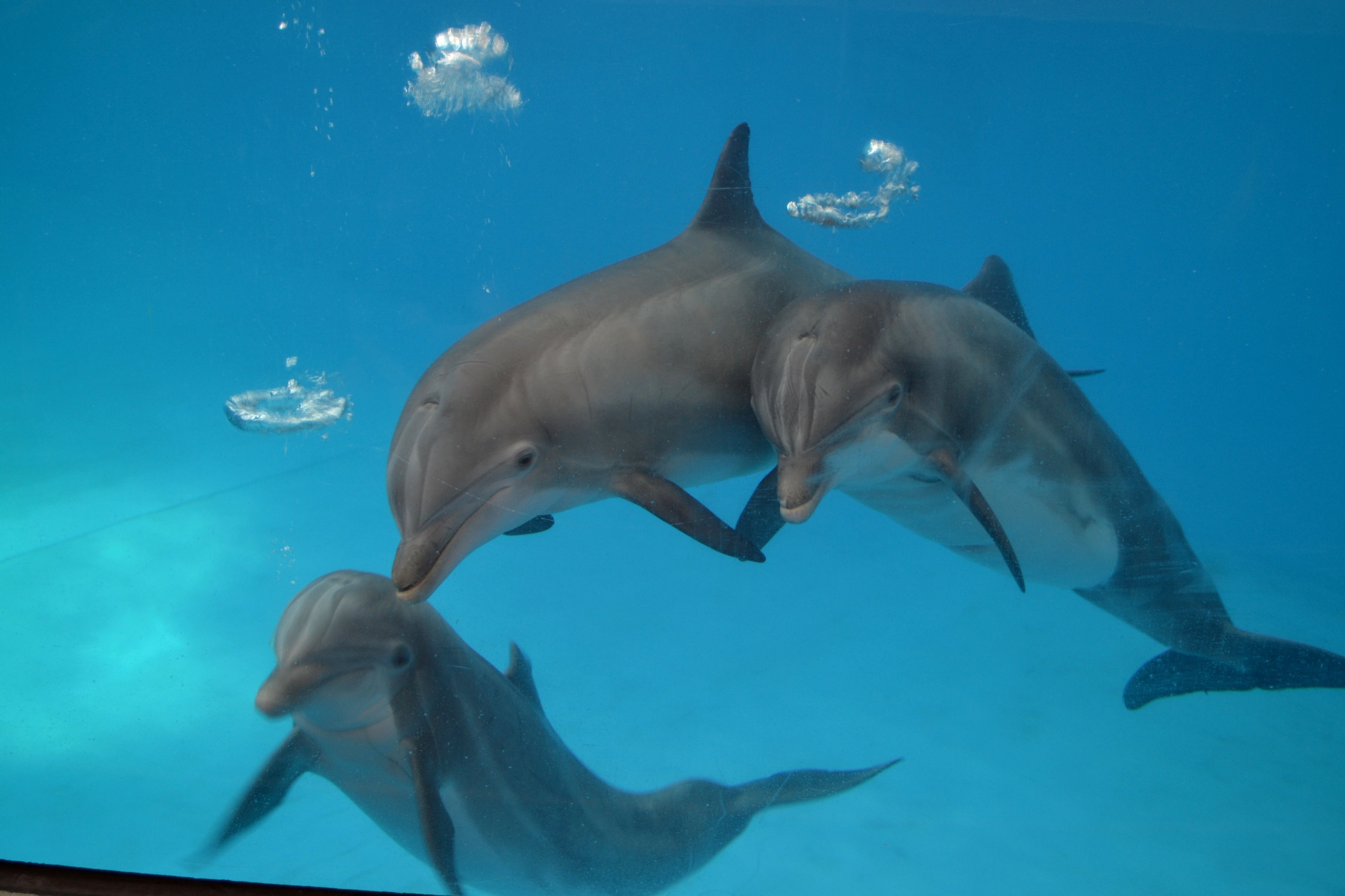 Dolphin video. Семейство дельфинов. Семья дельфинов. Три дельфина. Взаимопомощь дельфинов.