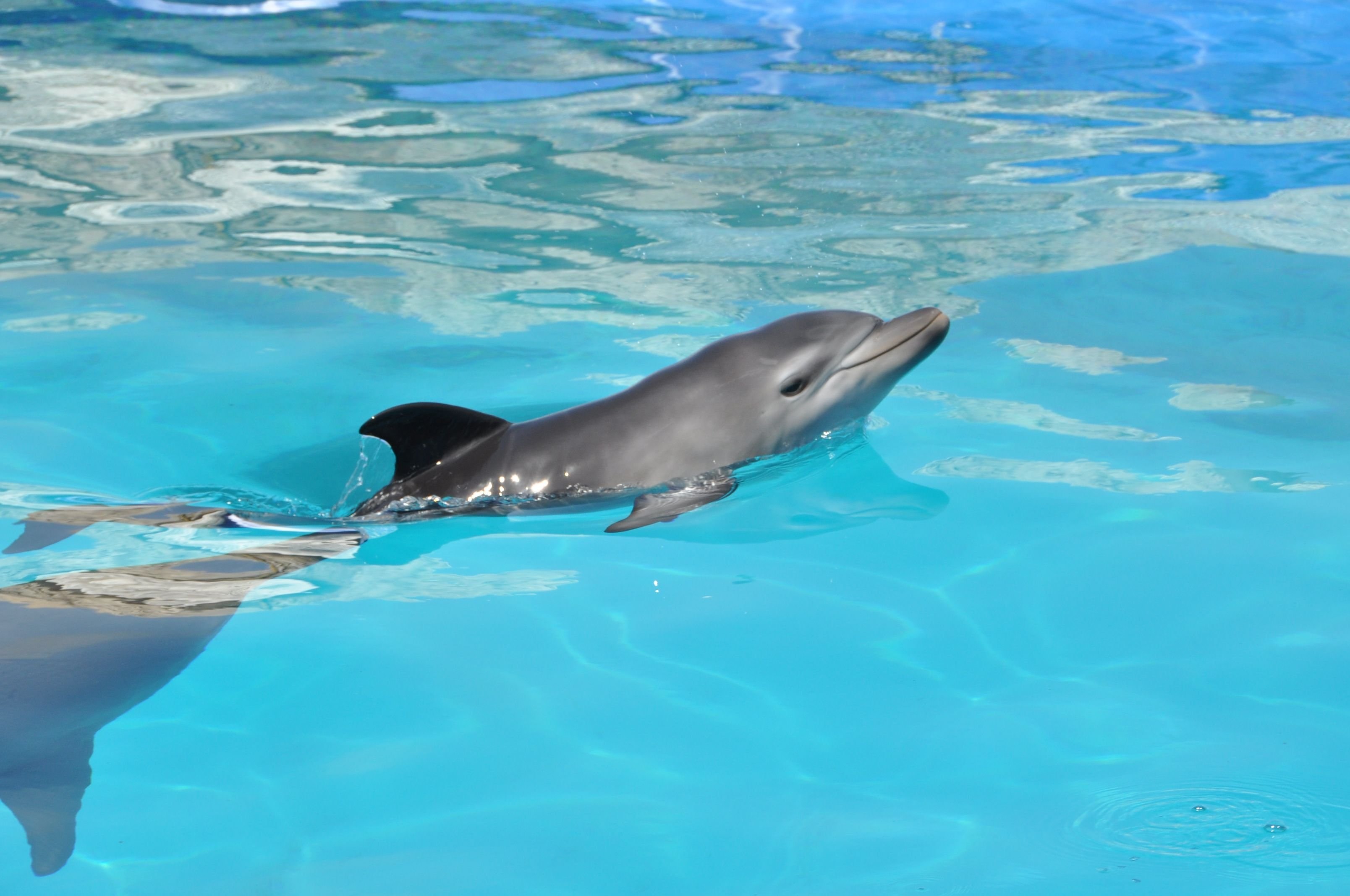 Дельфин живет в воде. Пятнистый продельфин. Узкорылый продельфин. Афалина белобочка и Азовка. Дельфин-Афалина.