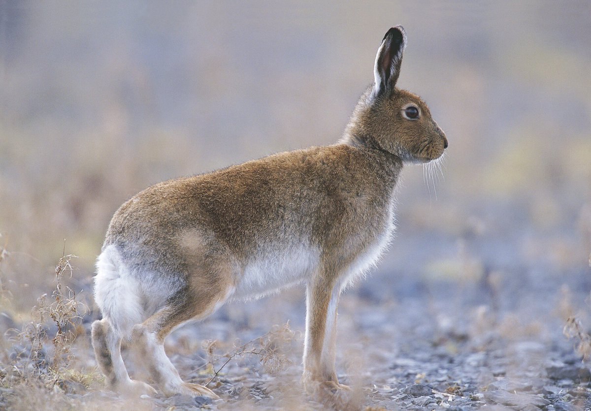 Картинка животного зайца