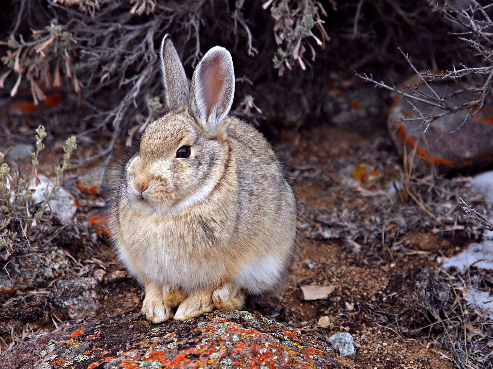 Зайчонок родившийся весной. Ракитниковый заяц. Серый заяц-Русак. Американский заяц Беляк. Белохвостый кролик.