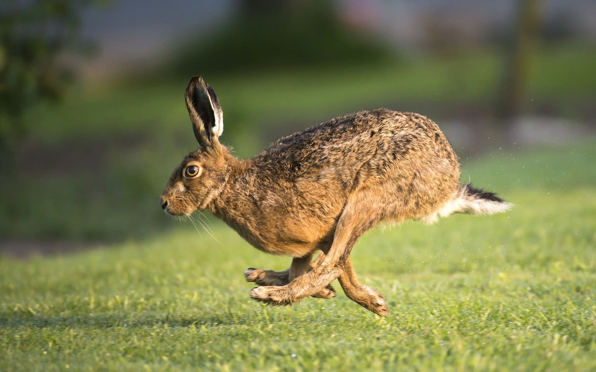 Зайчик убегает. Заяц-Русак. Зайцеобразные заяц Русак. Заяц Русак бежит. Заяц Русак фото.