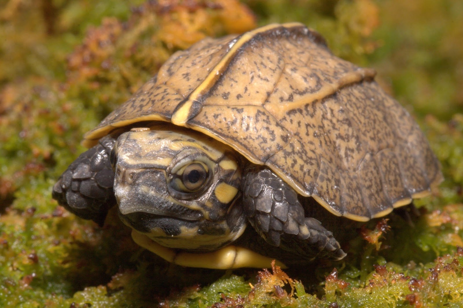 T turtle. Красноухая Болотная черепаха. Cuora mouhotii. Красноухая Болотная черепаха аквариум. Улитка черепаха аквариумная.