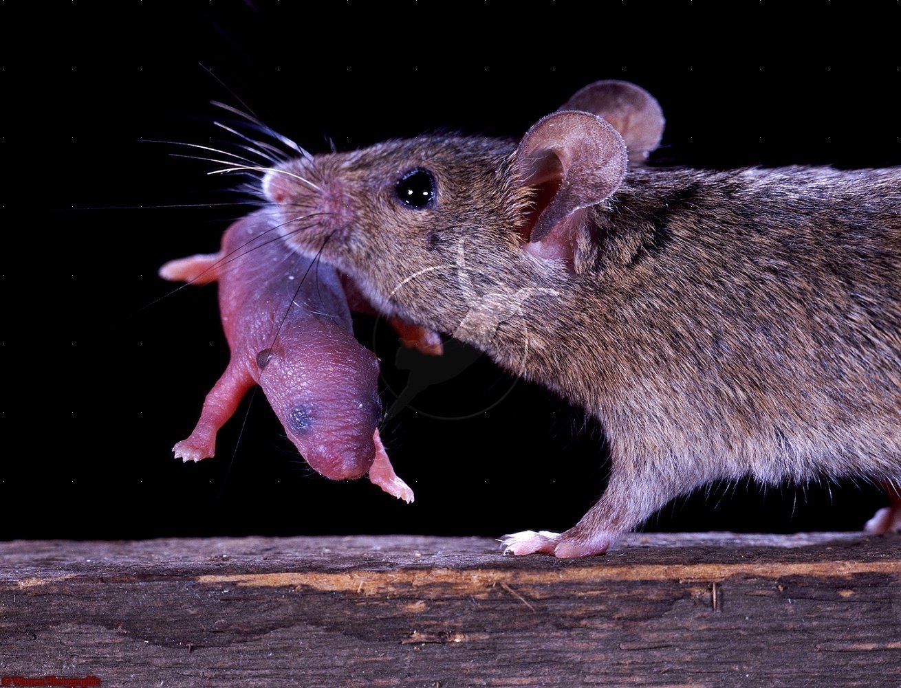 Маленькие живые мышки. Мышь домовая иглистая. Землеройка бурозубка. Мышк. Мышка Живая.