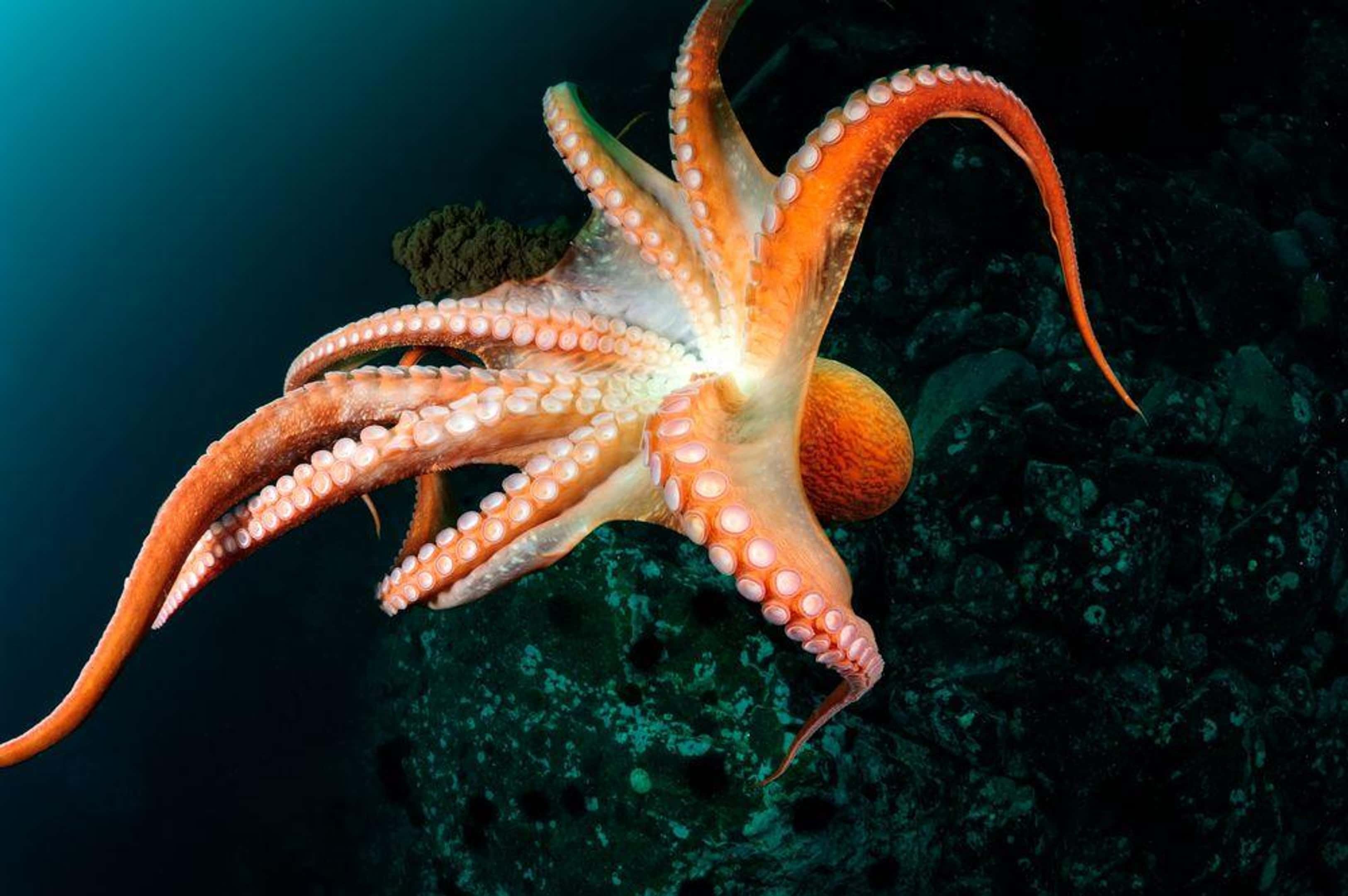 Морское головоногое. Головоногие моллюски осьминог. Головоногие моллюски осьминог Синекольчатый. Дальневосточный гигантский осьминог. Осьминог Vitreledonella Richardi.