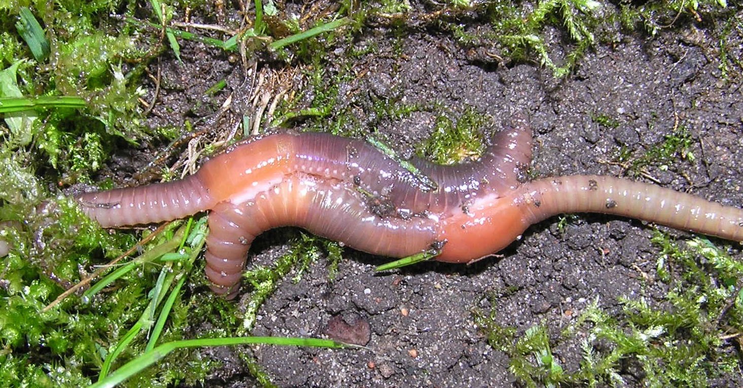 Стволовой червь. Белый дождевой червь – Aporrectodea rosea. Гигантский австралийский выползок червь. Червь Железняк зелёный.