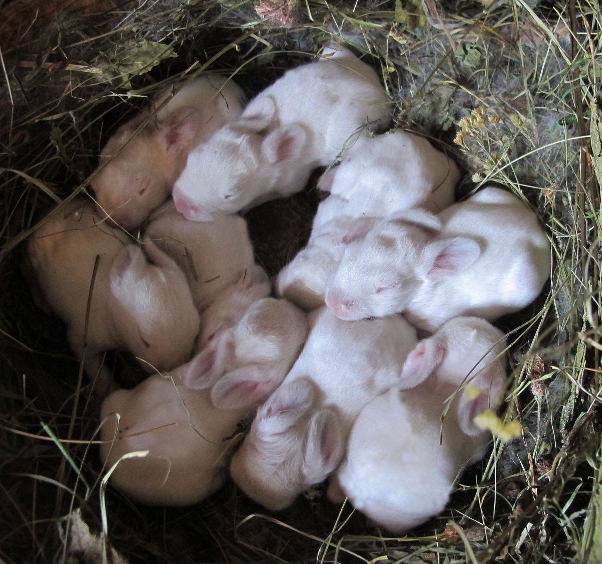 Сколько беременность у кроликов