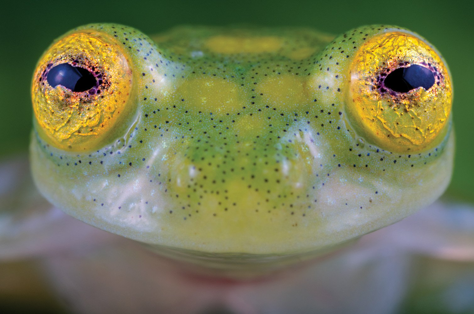 Стеклянная лягушка (Glass Frog). Стеклянная лягушка Южной Америки. Hyalinobatrachium valerioi. Бахромчатая стеклянная лягушка.