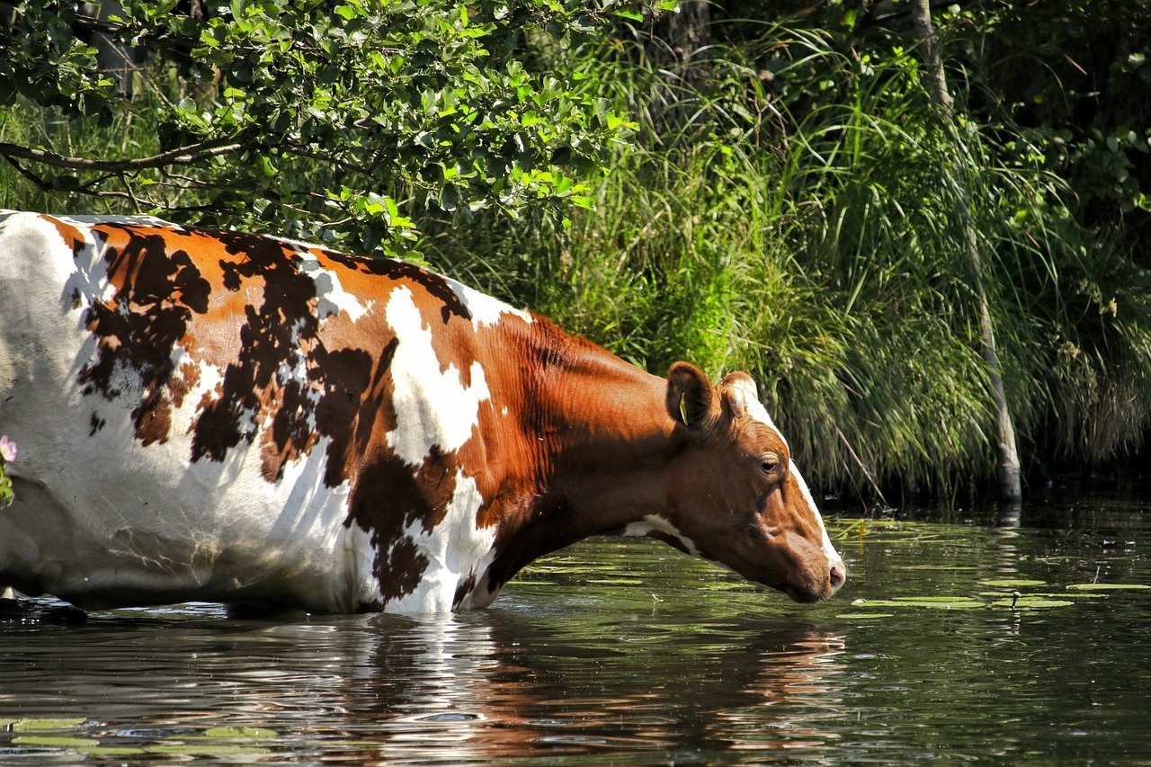 Корова природа. Корова в воде. Корова купается. Коровы у реки. Речка корова.