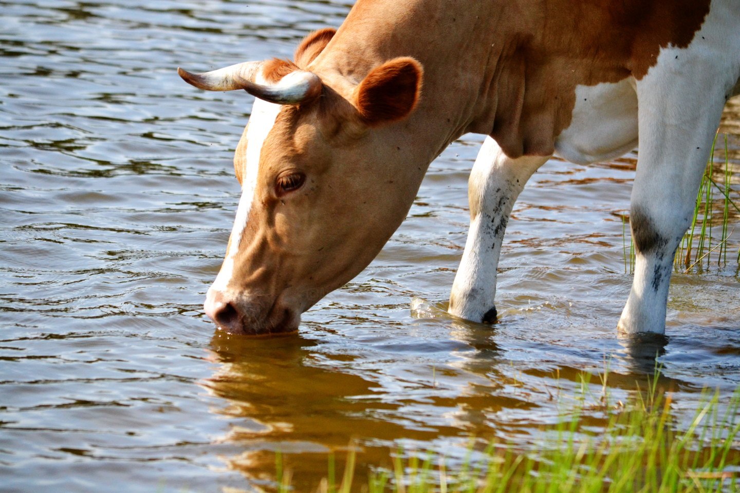 Корова плохо пьет. Корова пьет воду. Коровы на водопое. Водяная корова. Животные пьют воду.