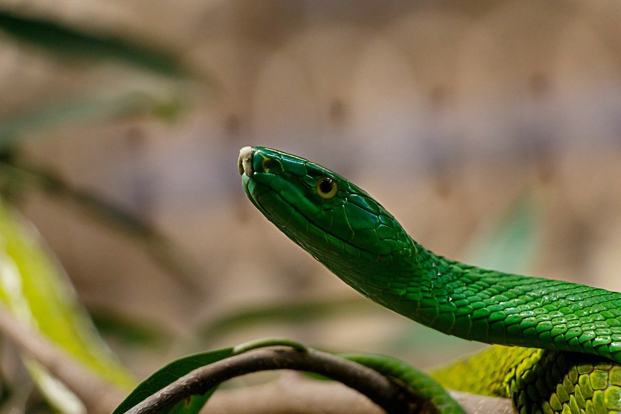 Зеленая змейка. Смарагдовый полоз зеленый. Перуанский бумсланг. Бумсланг змея. Африканский бумсланг змея.