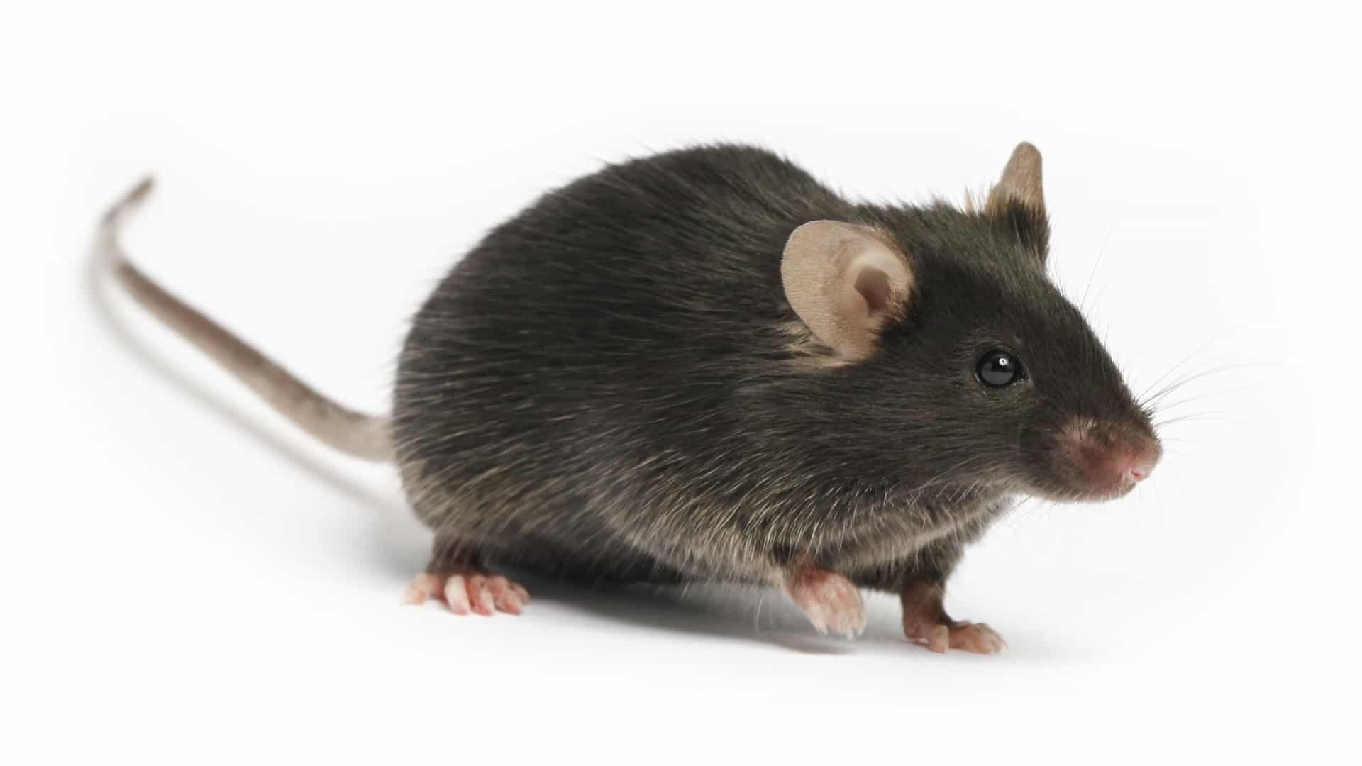 К чему снятся мыши маленькие серые много
