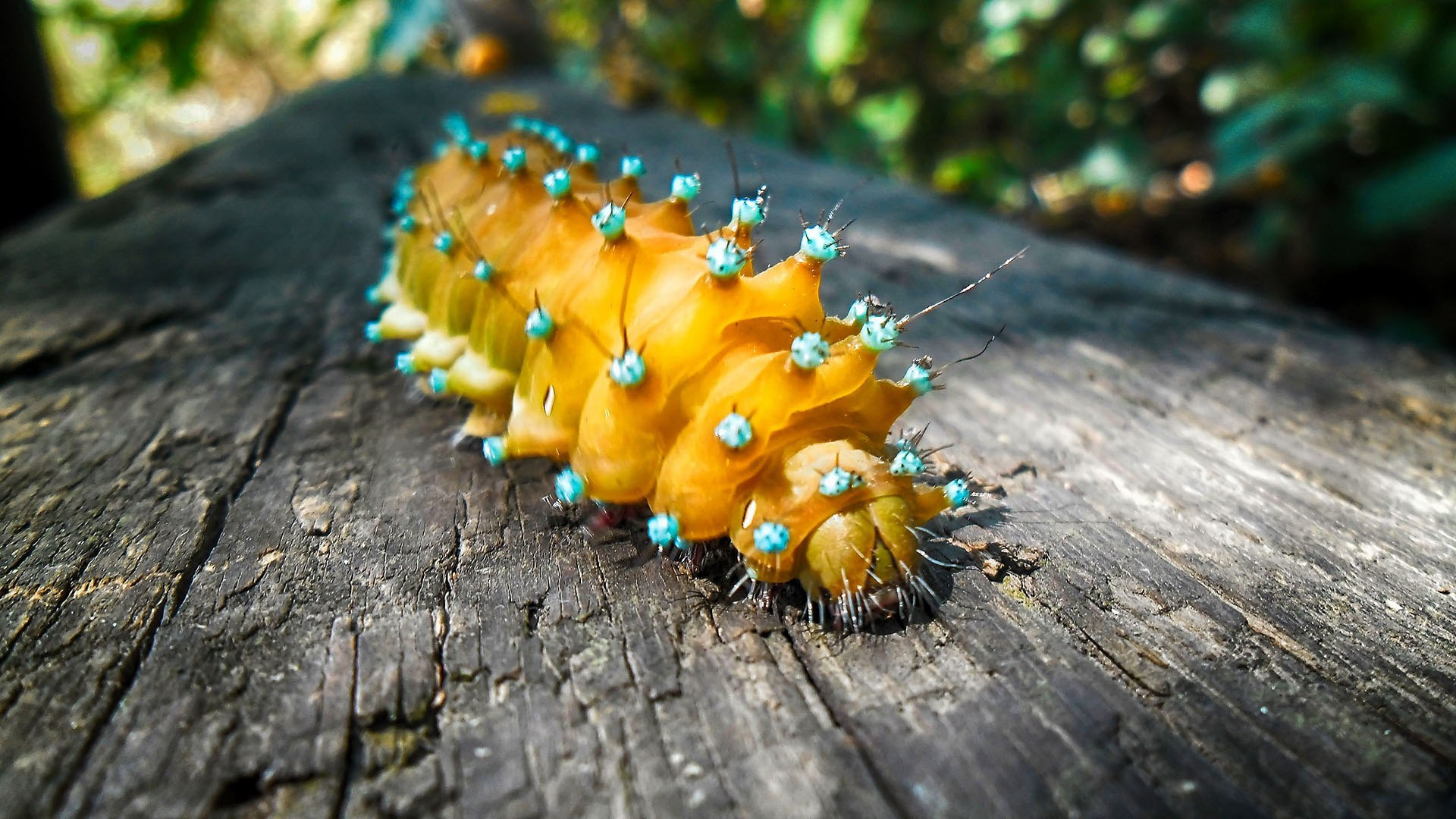 Гусеница это. Гусеница Катерпиллер бабочка. Yellow Caterpillar гусеница. Yellow Caterpillar гусеница бабочка. Гусеница Caterpillar голубая.