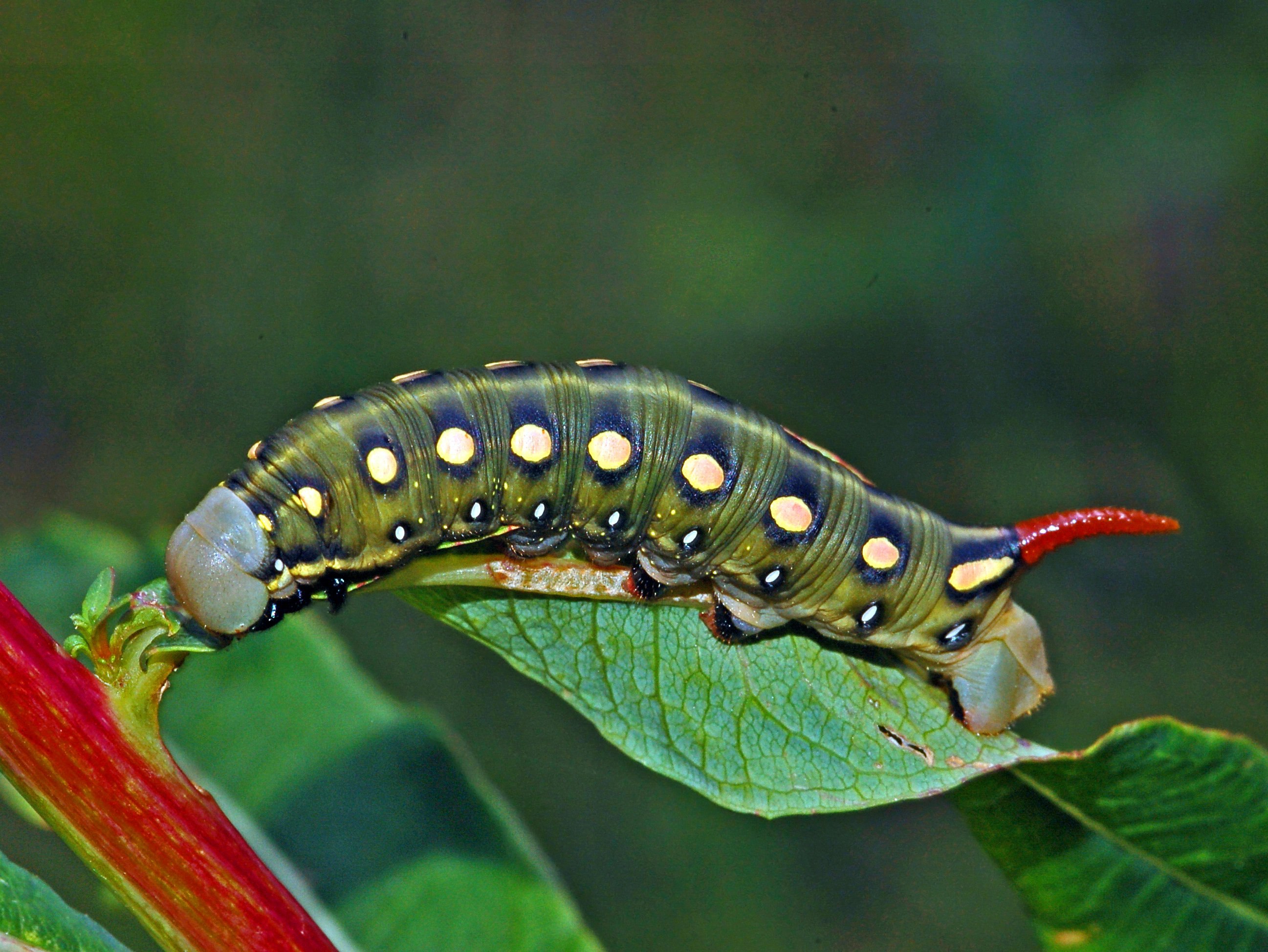 Papilio Troilus гусеница бабочка