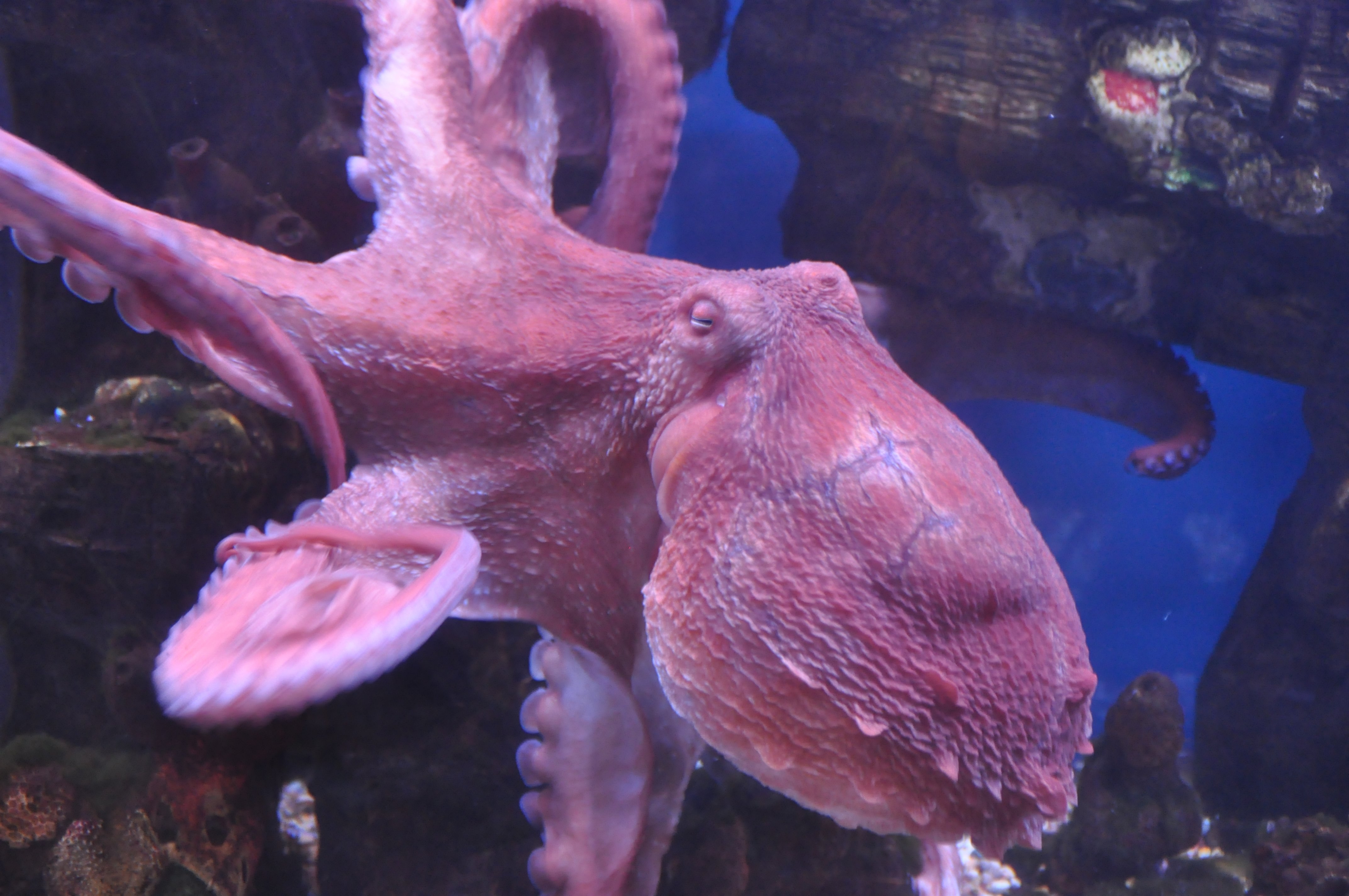 Осьминог кальмар каракатица. Головоногие моллюски. Головоногие моллюски осьминог. Осьминог фото. Страшные морские обитатели.