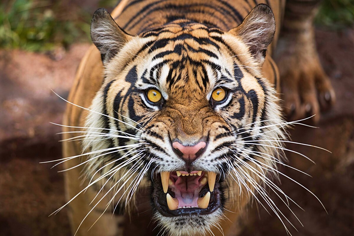 Тигр Злой Красивый