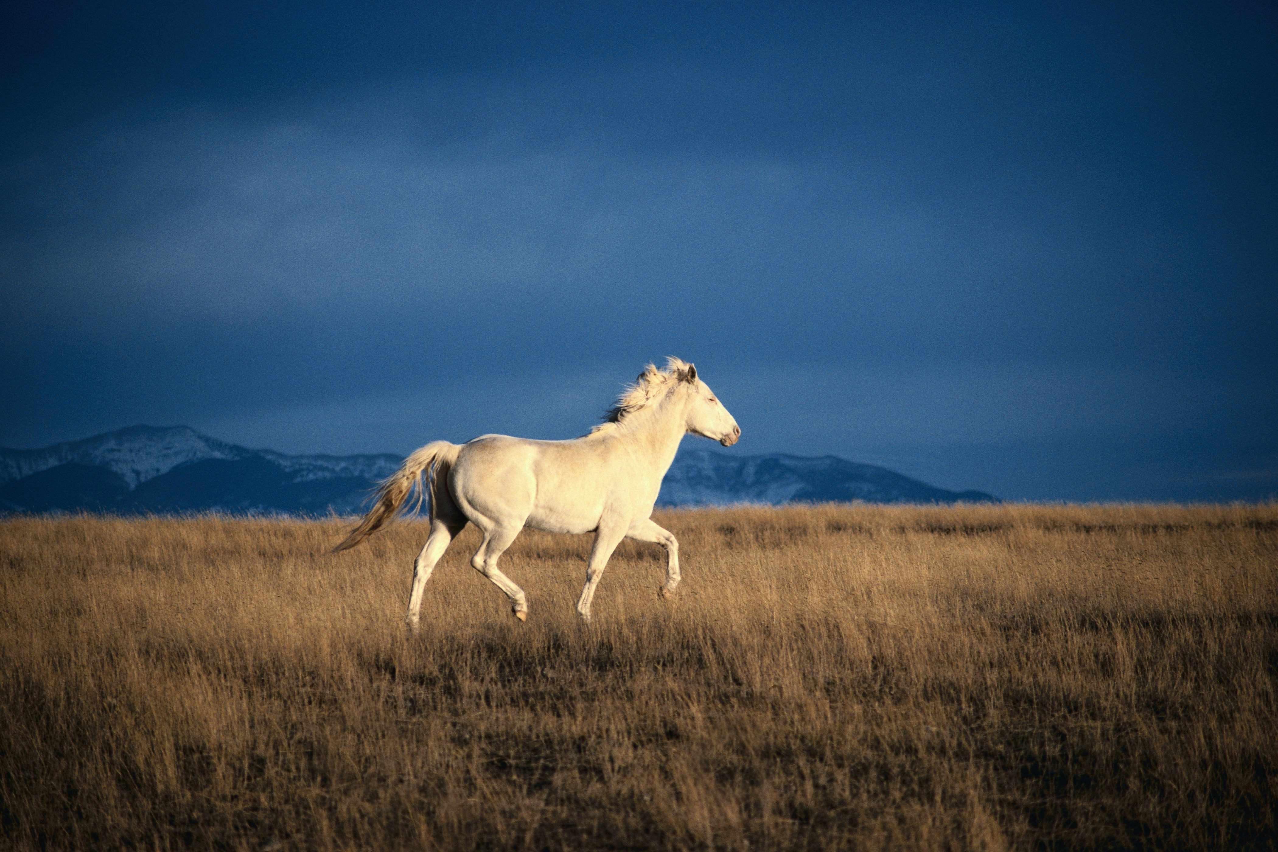 Дикая лошадь степей. Дикая Степная лошадь. Пегий ахалтекинец. Монгольский Мустанг. Табуны лошадей в степи Астраханской области.