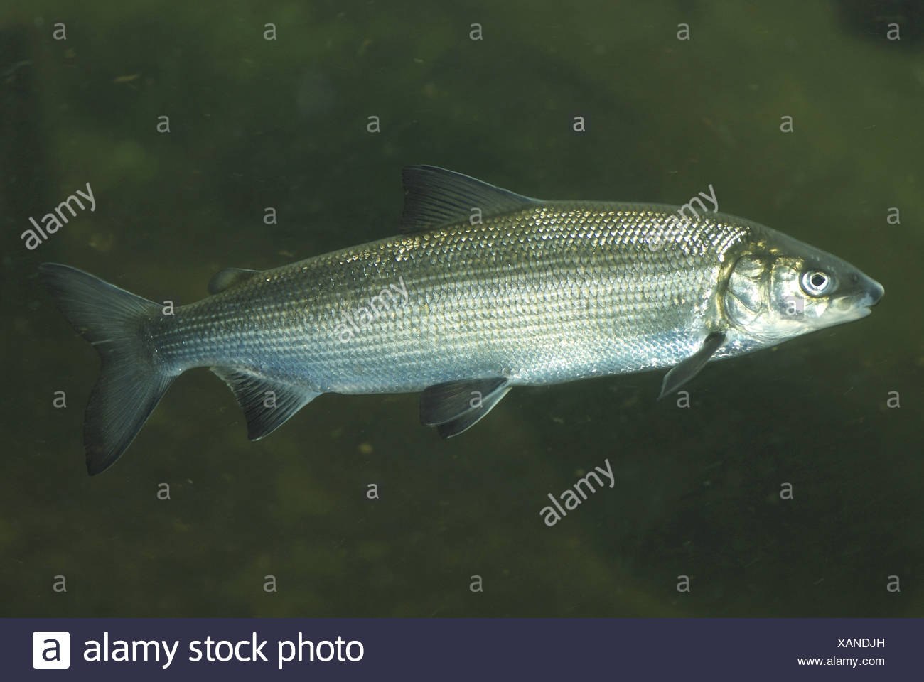 порода рыб фото