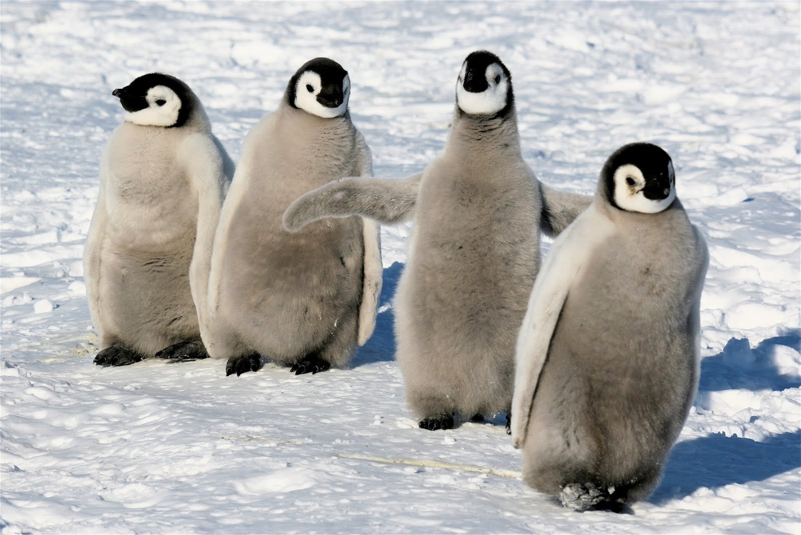 Где есть пингвины. Императорский Пингвин в Антарктиде. Полярный Пингвин. Пингвины в Антарктиде. Субарктический Пингвин.