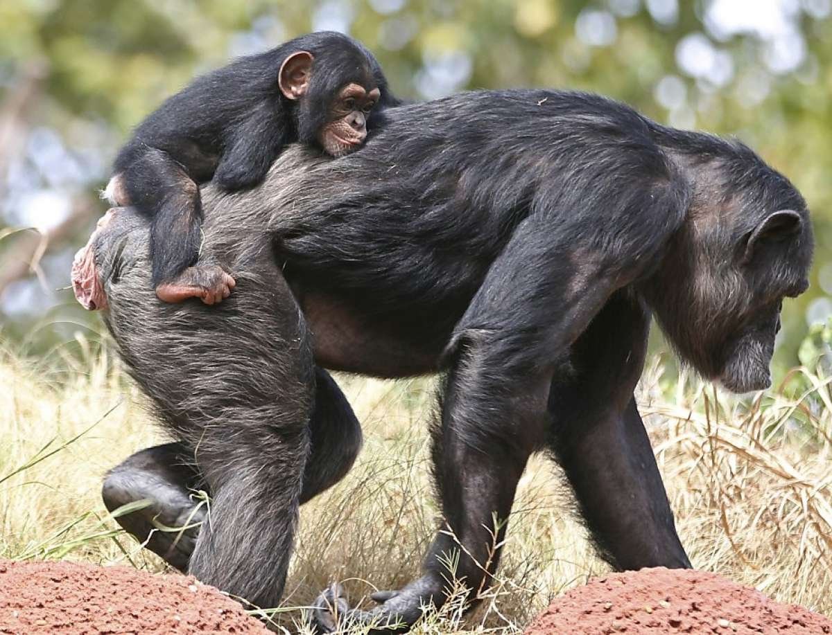 Сколько живут самки. Шимпанзе бонобо. Самка обезьяны. Самка шимпанзе. Детеныш обезьяны.