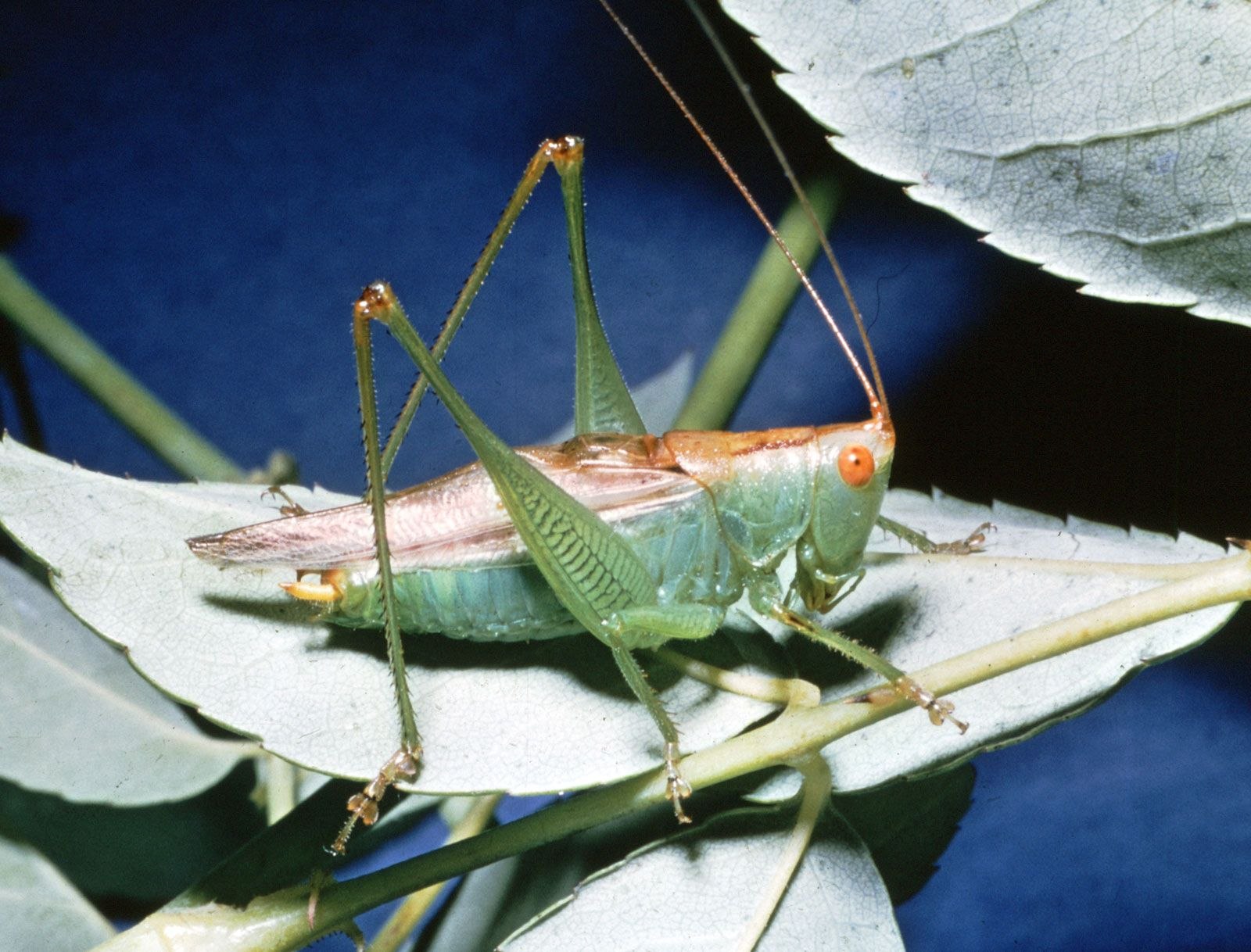 Насекомое 5 букв. Катидид кузнечик. Кузнечик Луговой. Grasshopper кузнечик. Кузнечик Тропидакрис.