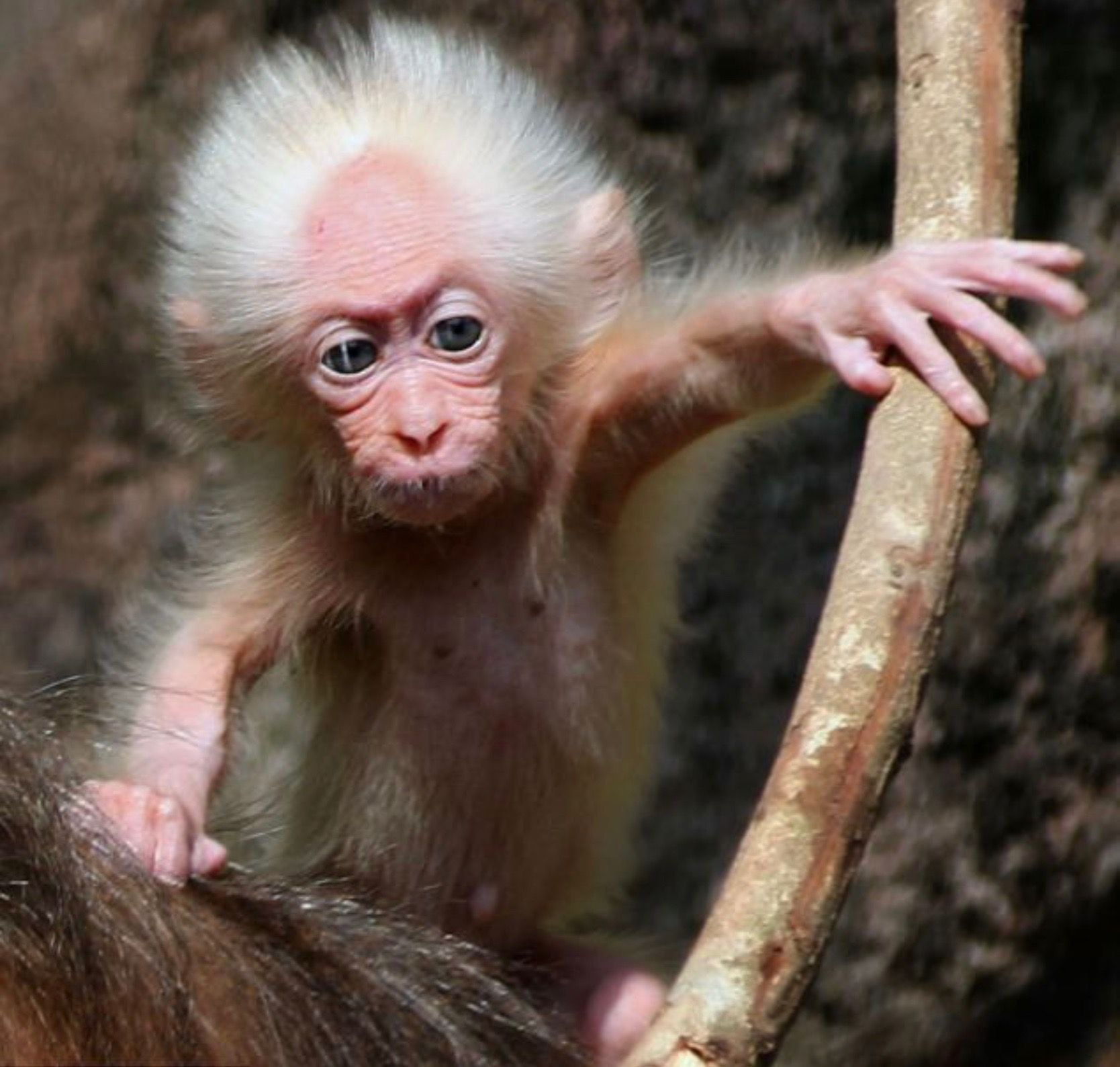 Фото обязаны. Яванская макака. Игрунка альбинос. Пушистые обезьянки. Лысая обезьянка.