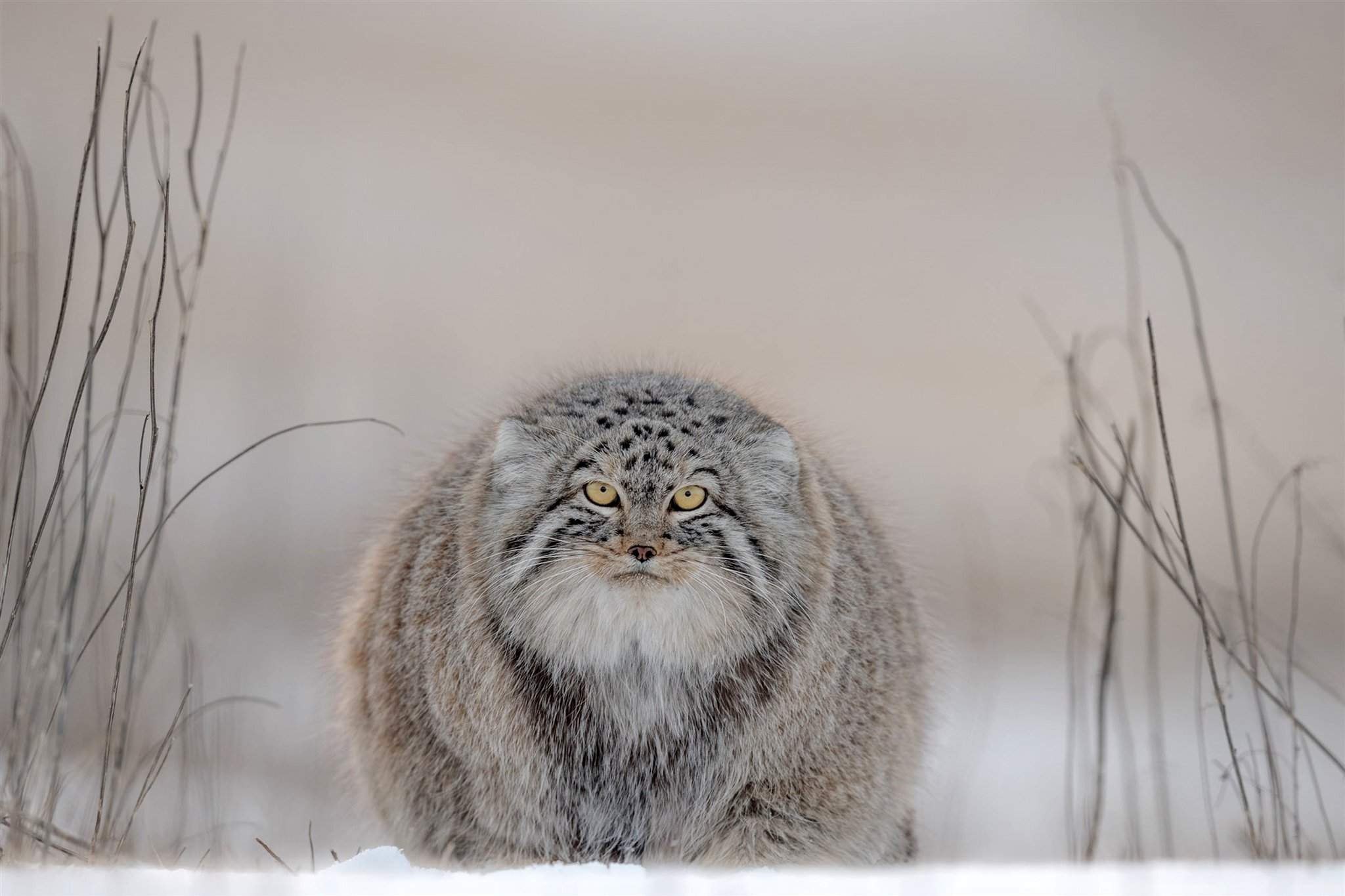 Плотность шерсти сибирского манула. Манул (палласов кот). Тибетский Манул. Дикий Лесной кот Манул. Манул Otocolobus manul.