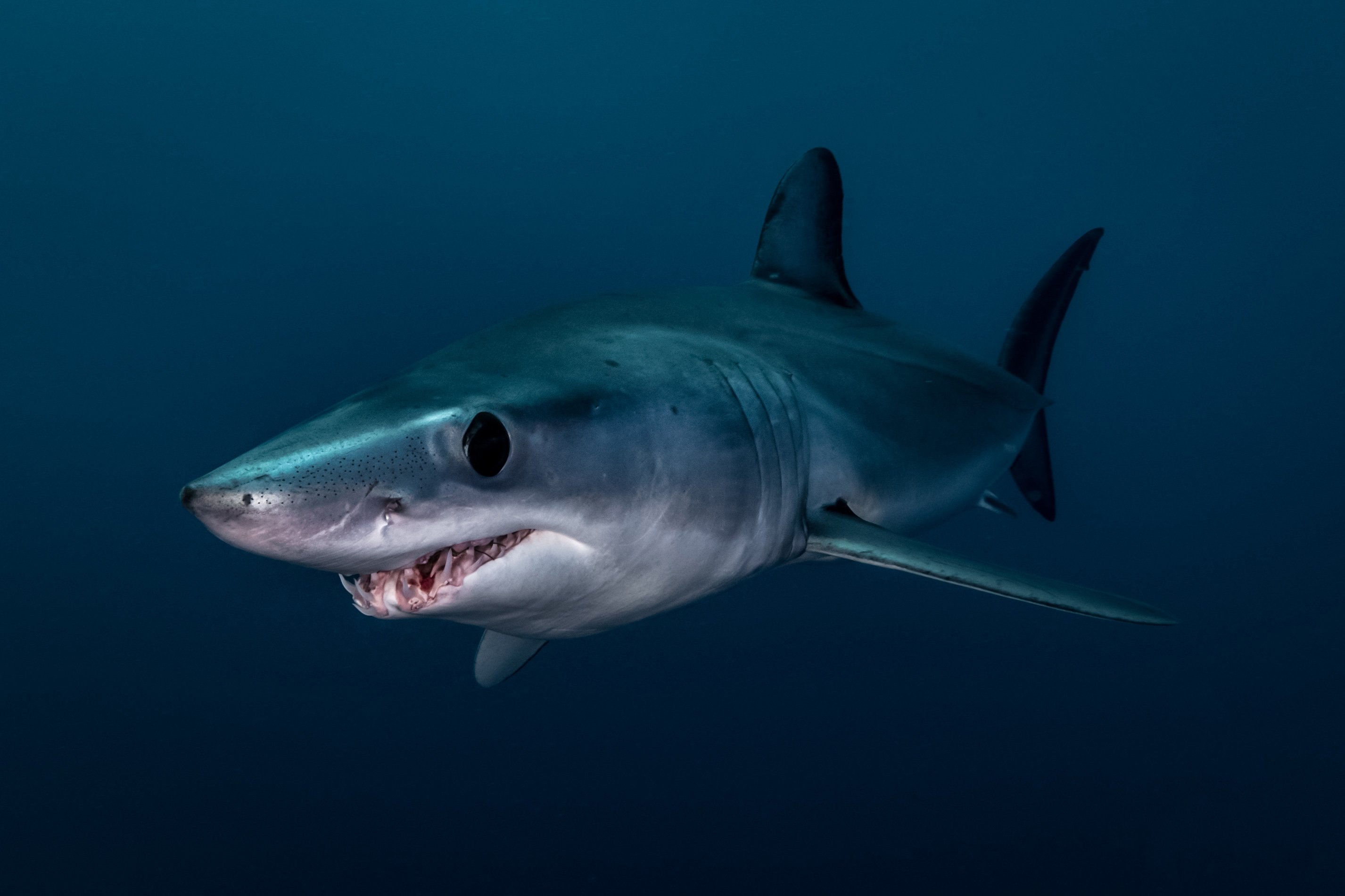 Акула мако опасна ли для человека. Акула мако. Акула-мако (серо-голубая акула). Серо голубая акула мако. Длинноперая акула мако.