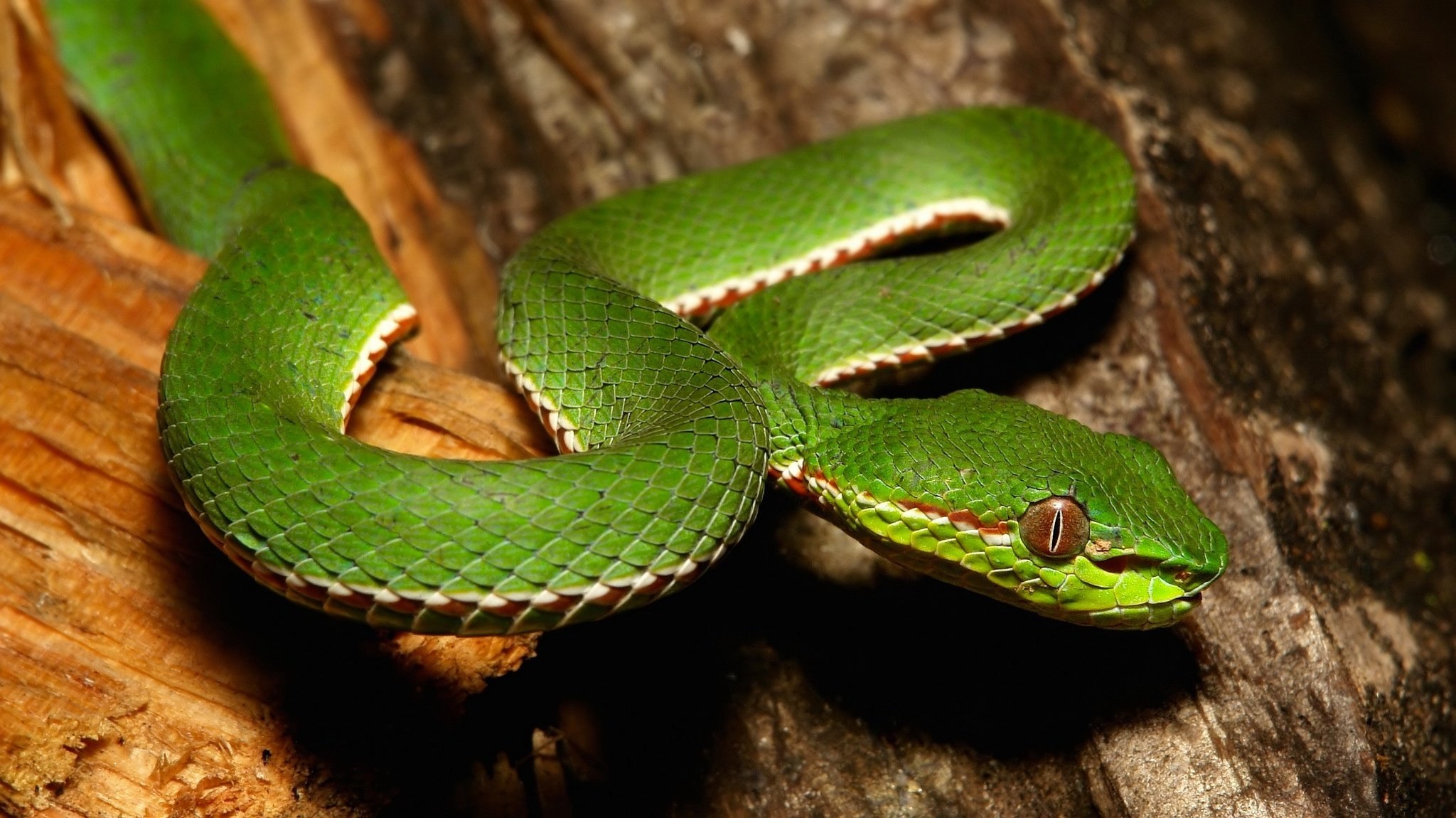 Зеленая змейка. Смарагдовый полоз. Смарагдовый полоз зеленый. Зеленая мамба (Африканский изумрудный гигант). Зеленый полоз змея.
