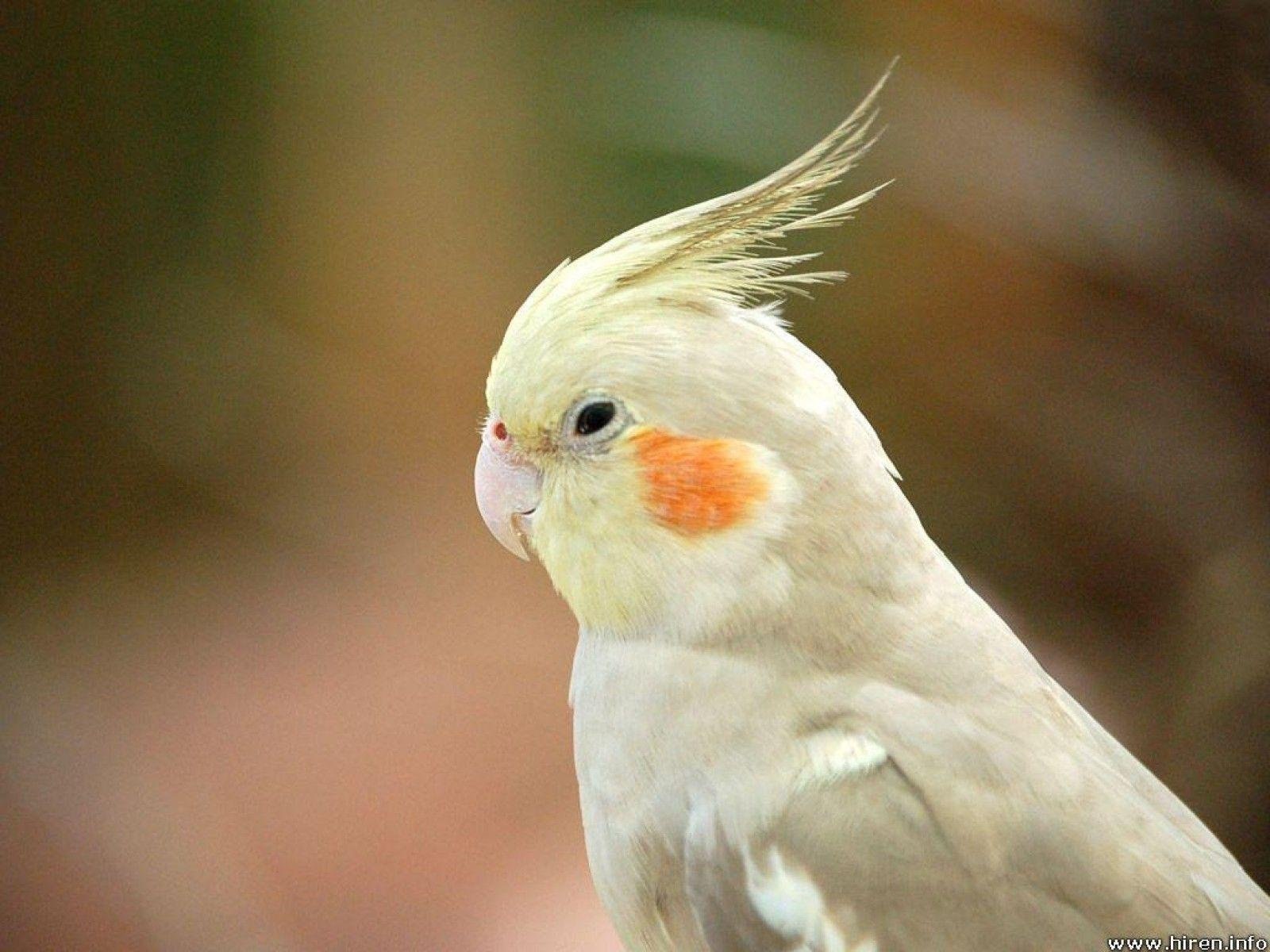 Фото попугая корелла. Попугай корелла. Керала попугай. Корелла Cockatiel. Попугай корелла Какаду.