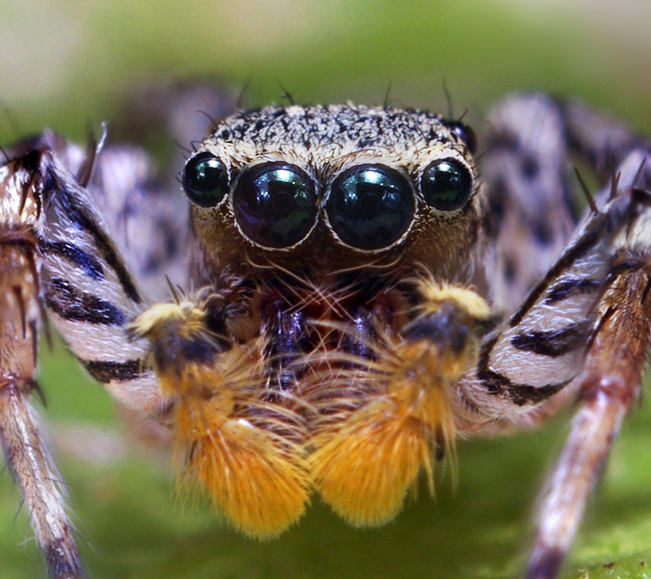 Жуков 6 у паука 8. Гималайский паук-скакун. Euophrys omnisuperstes. Паук-скакун Simaetha. Пестрый скакунчик паук.