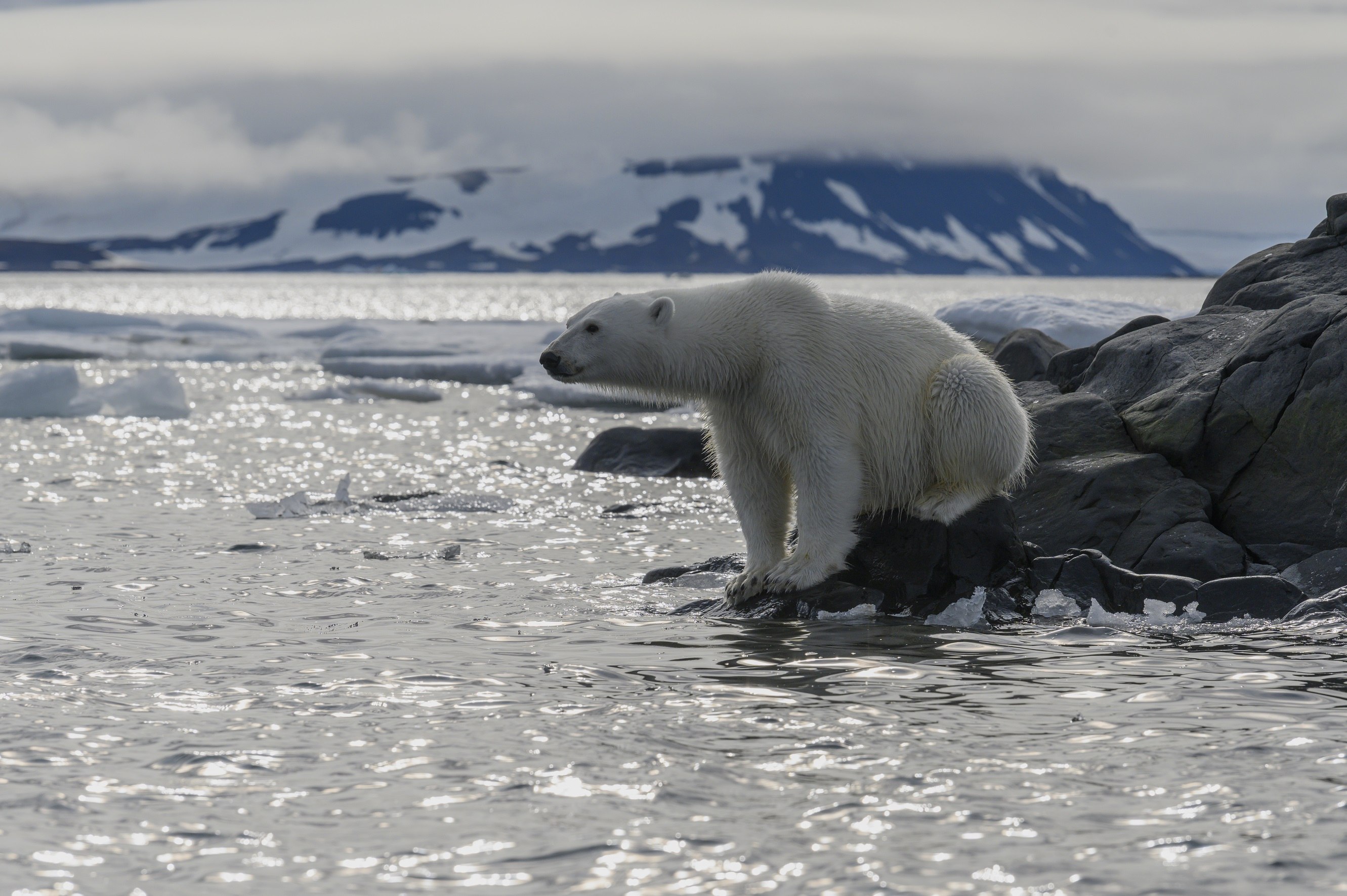Арктика – Антарктика белый медведь