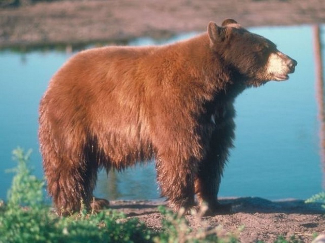 Бурый медведь тело. Атласский бурый медведь. Апеннинский бурый медведь. Медведь сбоку. Редкие виды медведей.