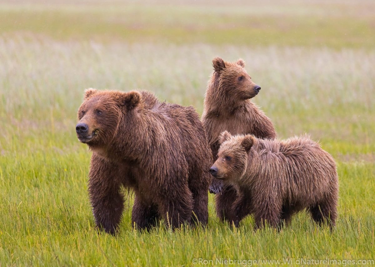 Фотографии 3 медведей. Медведь Пестун. Медведь Гризли семейство. Медвежья семья. Бурый медведь.