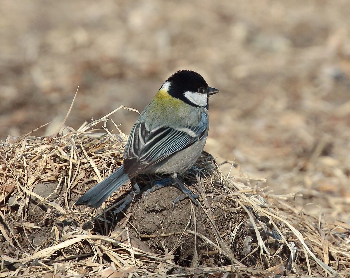 Восточная синица Parus Minor