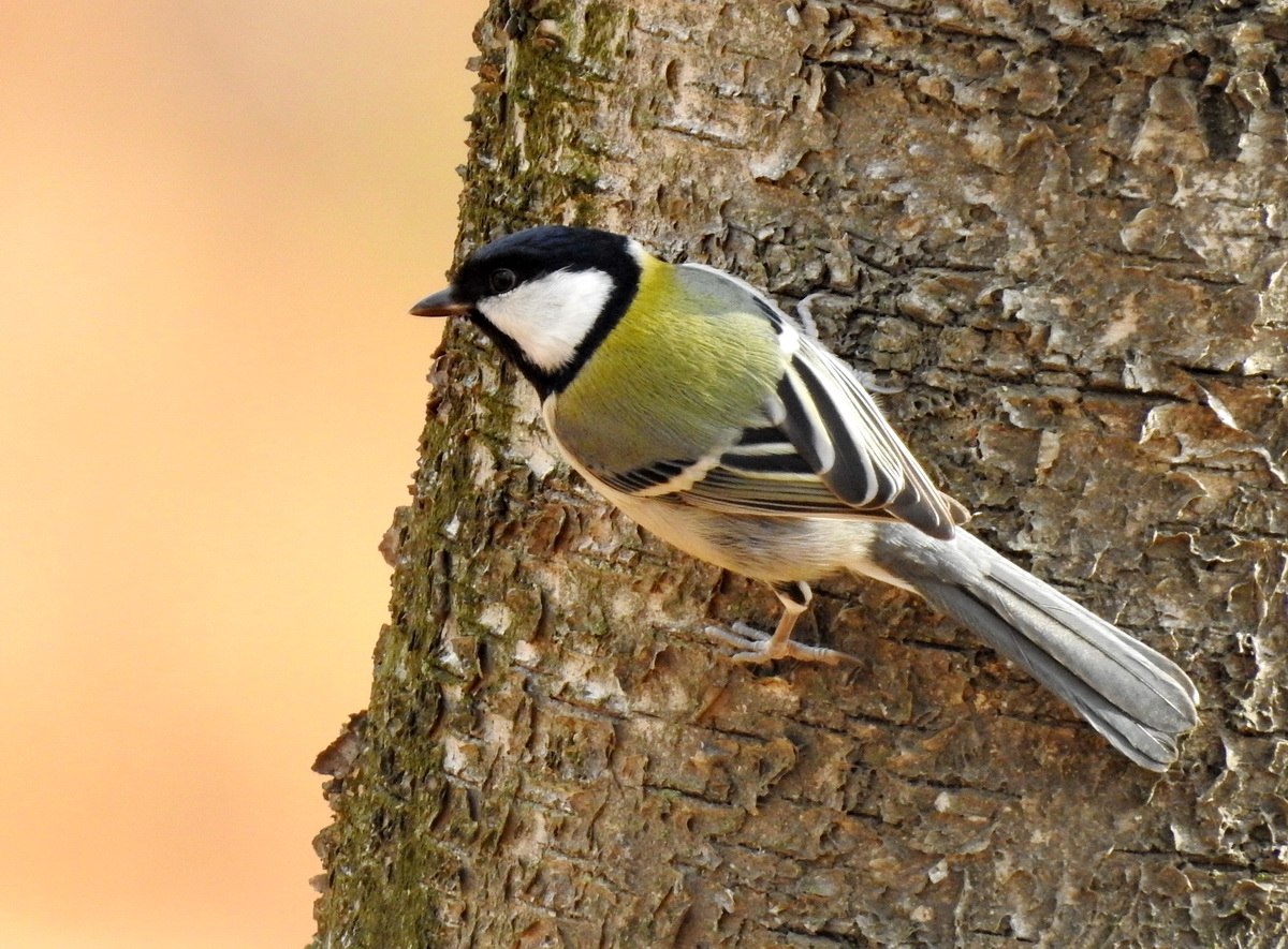 Parus Major Minor