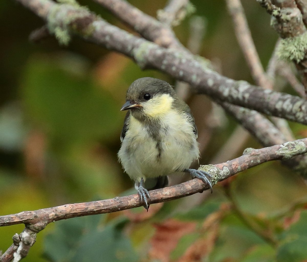 Восточная синица Parus Minor