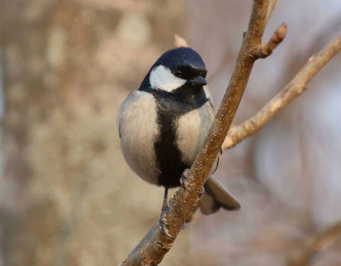 Восточная синица Parus Minor